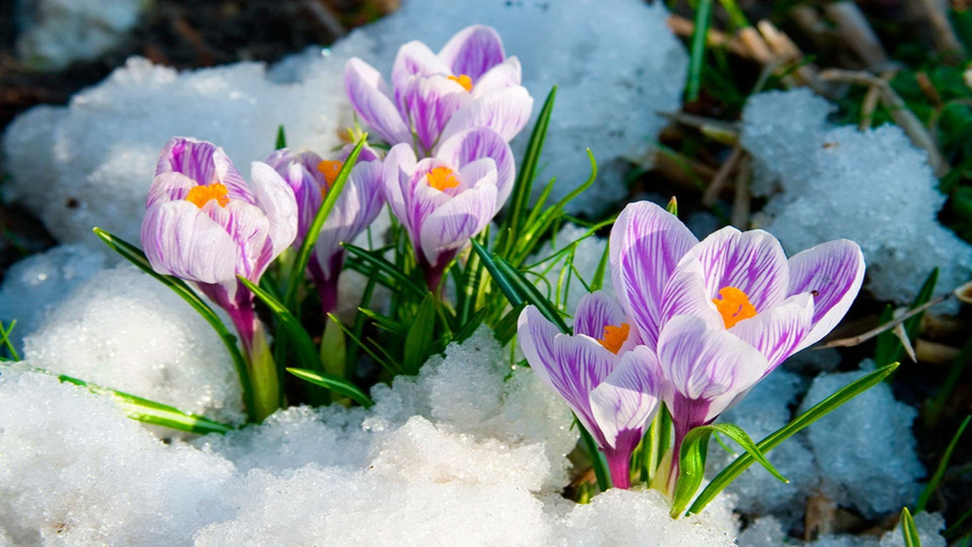 Die 65+ Besten Winter Blumen Hintergrundbilder