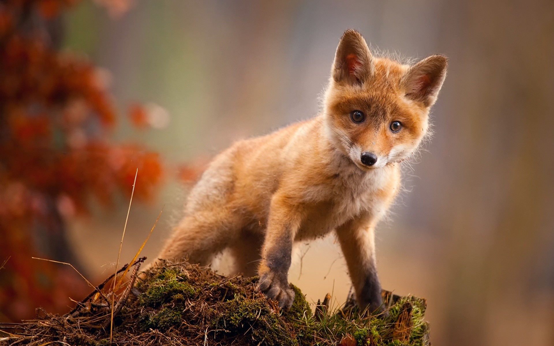 Die 65+ Besten Süße Tiere Hintergrundbilder