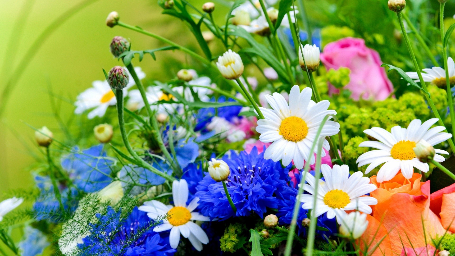 Die 94+ Besten Blumen Hintergrundbilder HD 1920x1080