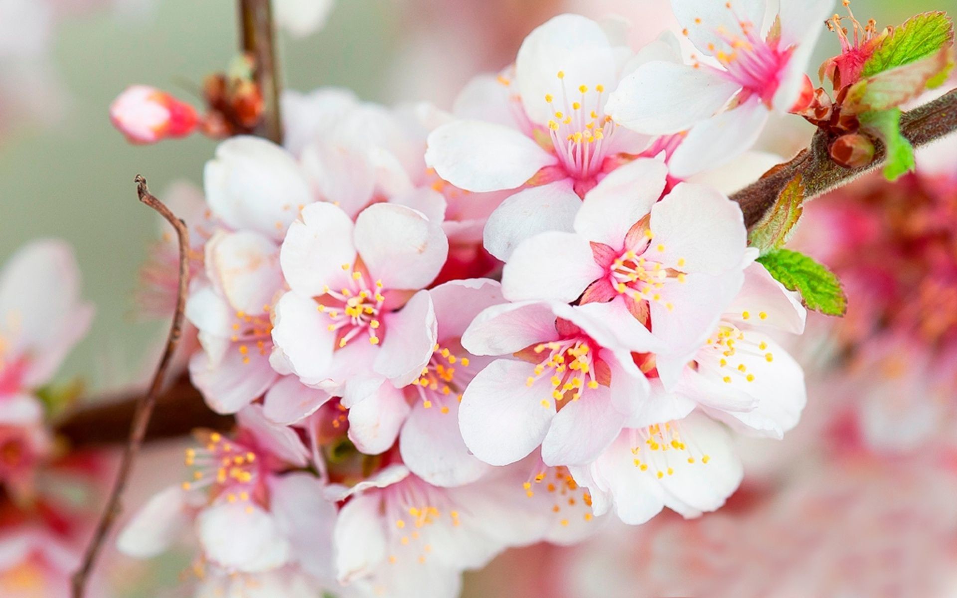 Die 76+ Besten Kirschblüten Hintergrundbilder
