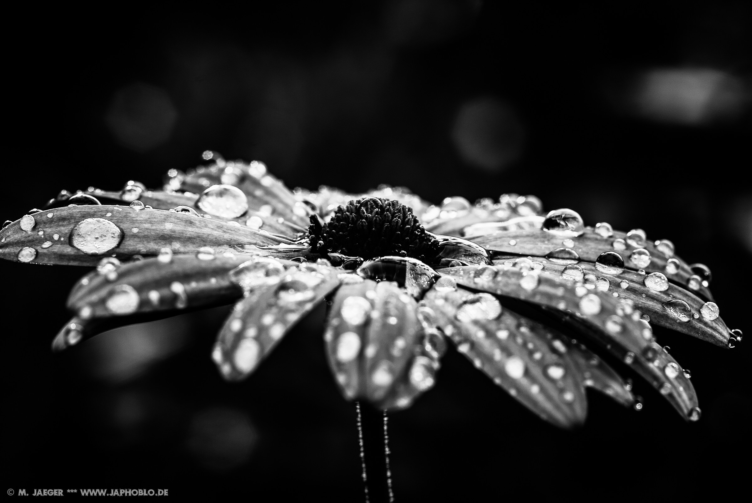 Die 84+ Besten Schwarzweiß Blume mit Farbe Hintergrundbilder
