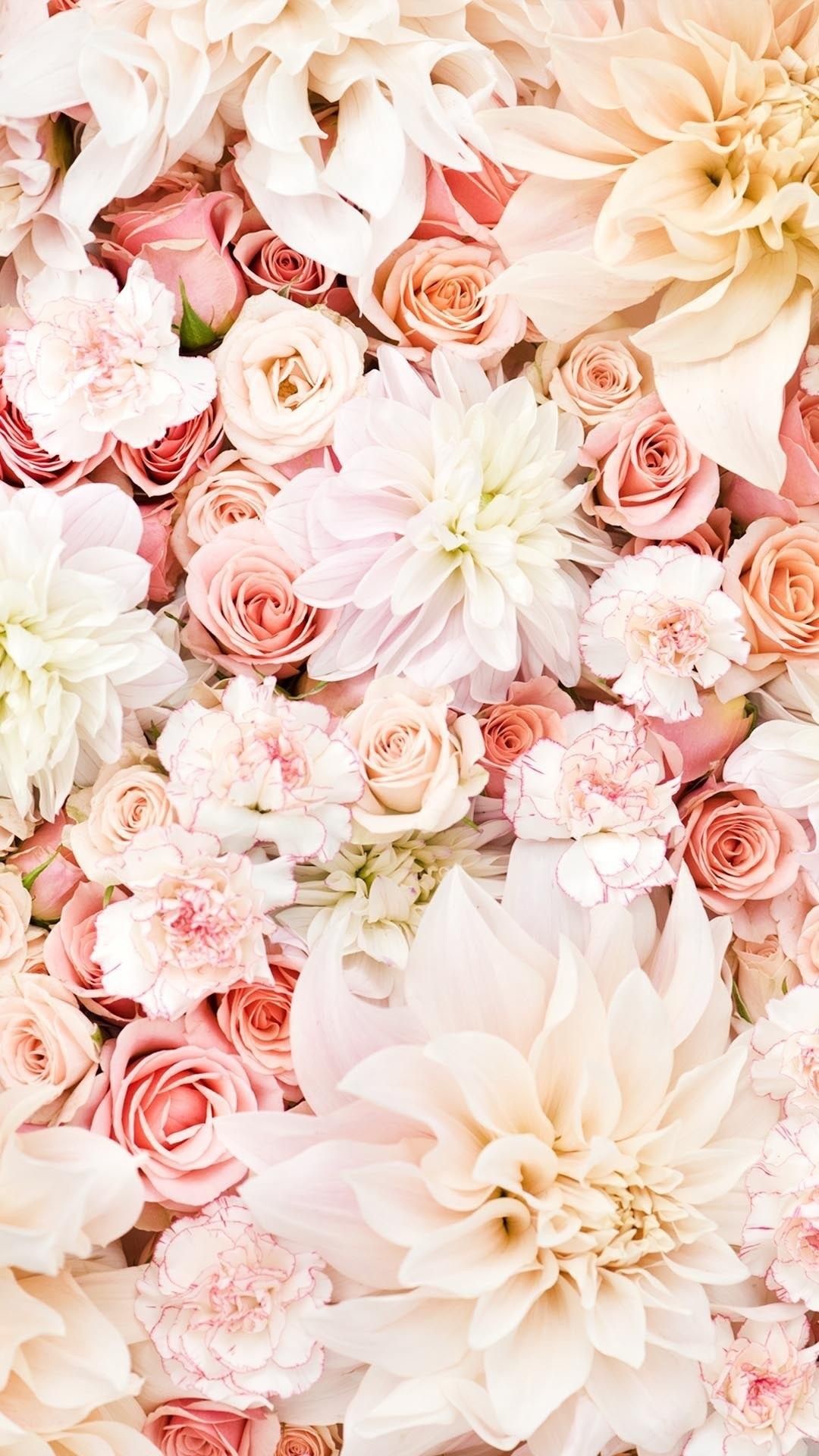Die 67 Besten Rosa Rosen Hintergrundbilder