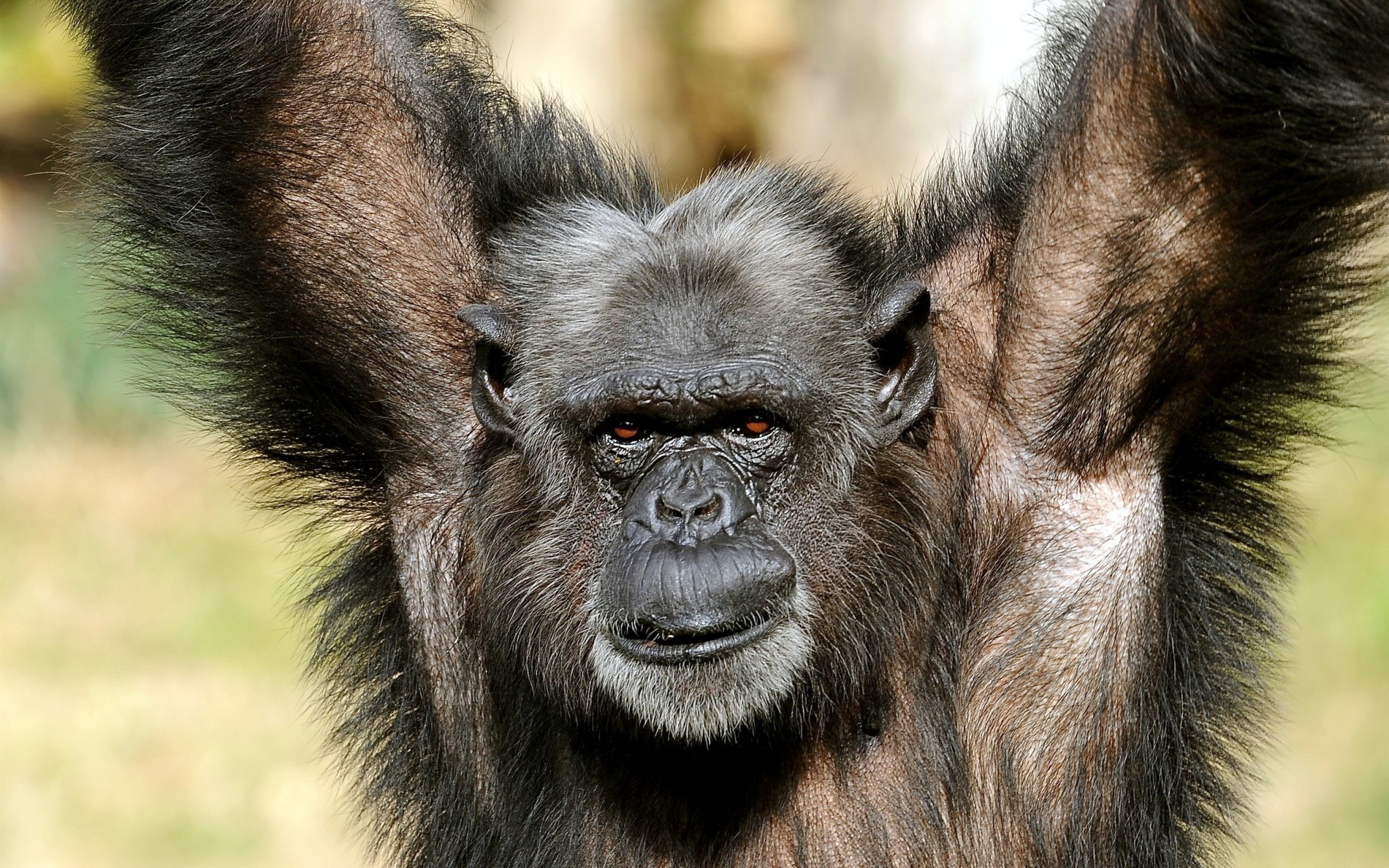 Die 72+ Besten Affen Hintergrundbilder