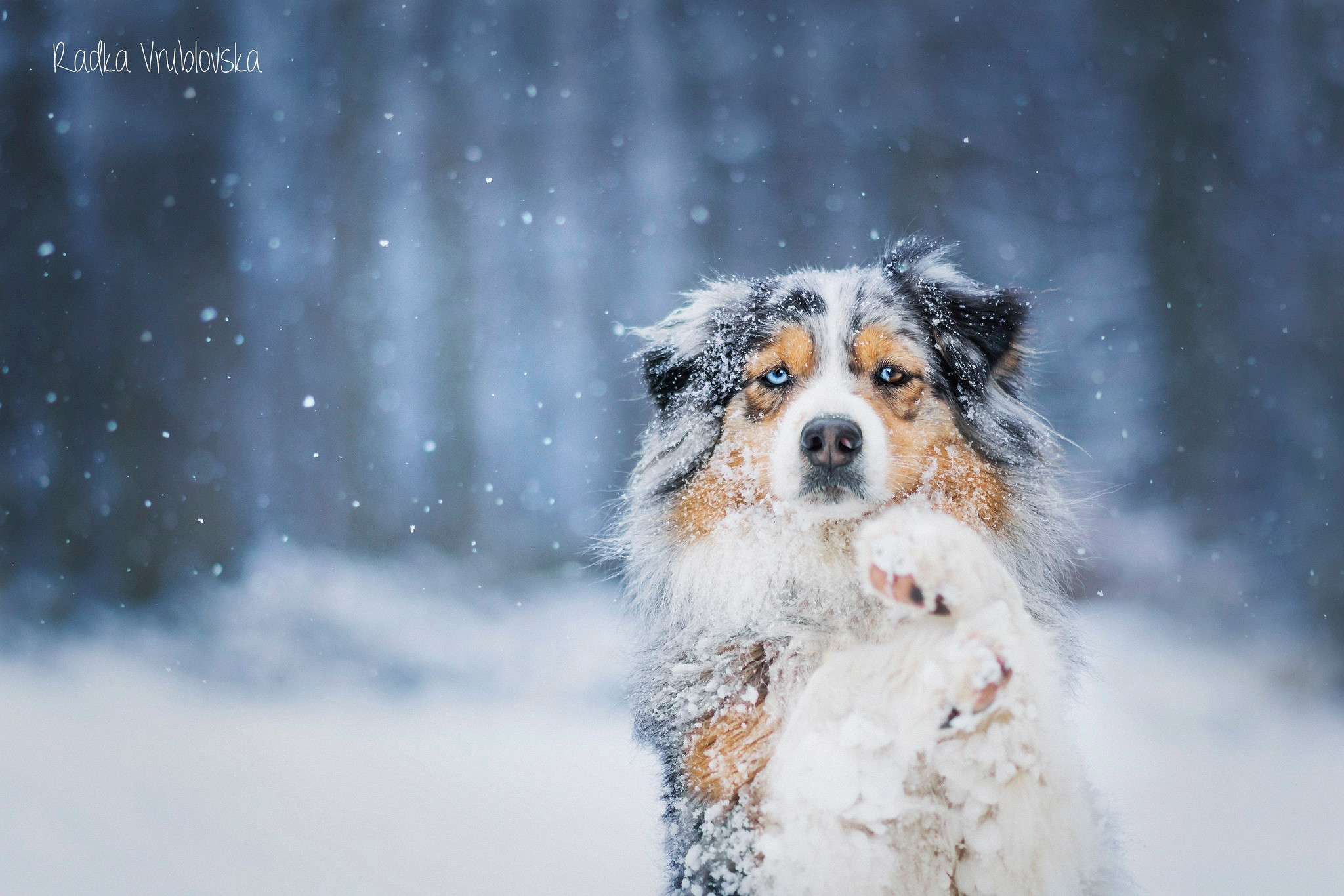 Winterbilder Tiere Als Hintergrundbild ~ Winterbilder Tiere Als