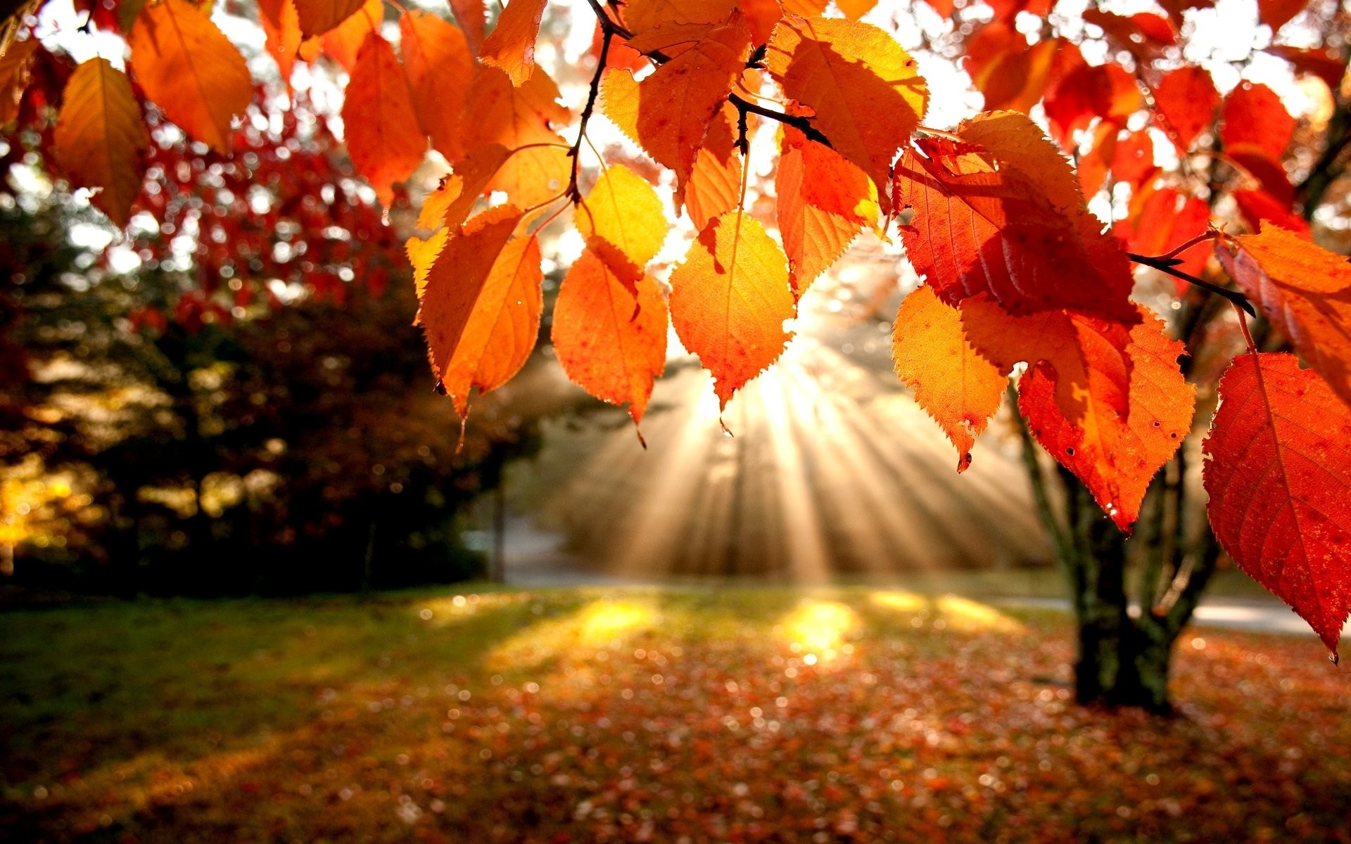 Die 81 Besten Herbst Hintergrundbilder HD Die 81 Besten Herbst Hintergrundbilder HD