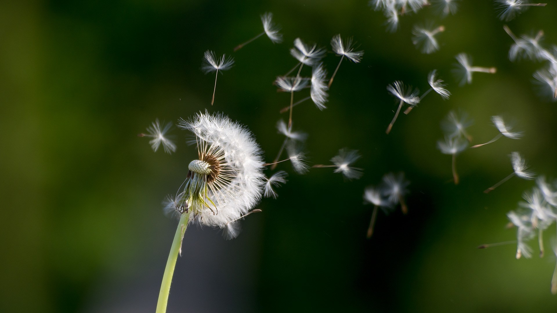 Die 51+ Besten Pusteblume Hintergrundbilder