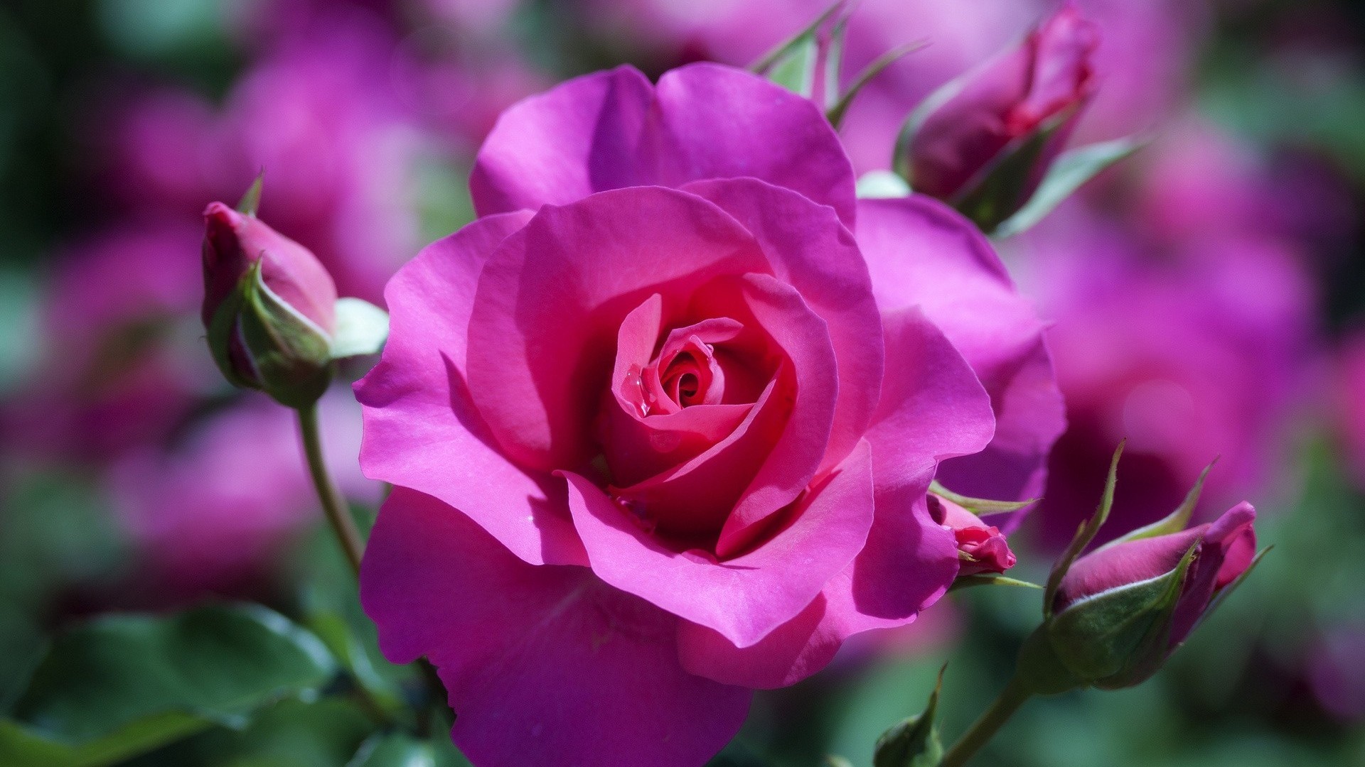 Die 73+ Besten Blaue Rosen Hintergrundbilder