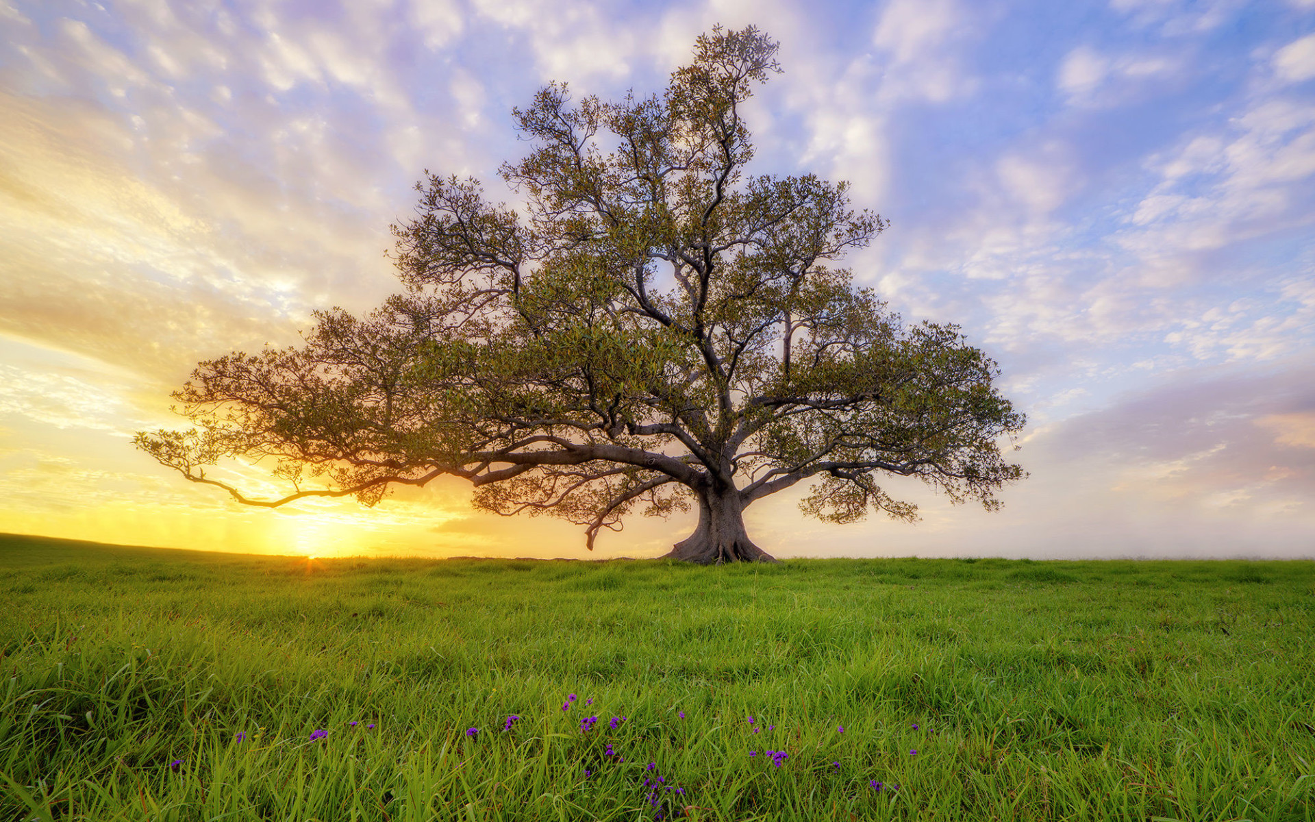 Die 71+ Besten Baum Hintergrundbilder