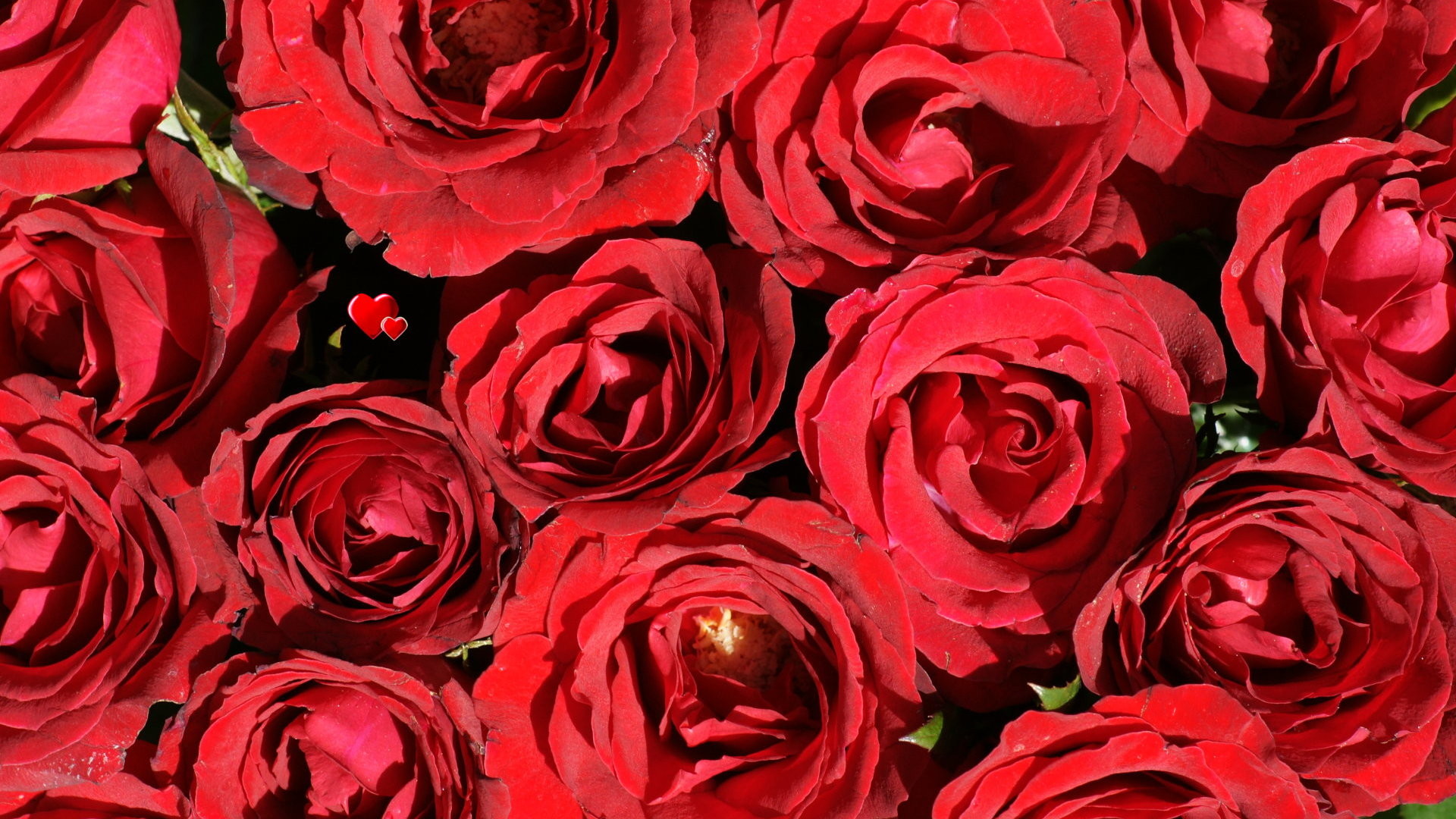 Die 94+ Besten Rosen Hintergrundbilder für Tumblr