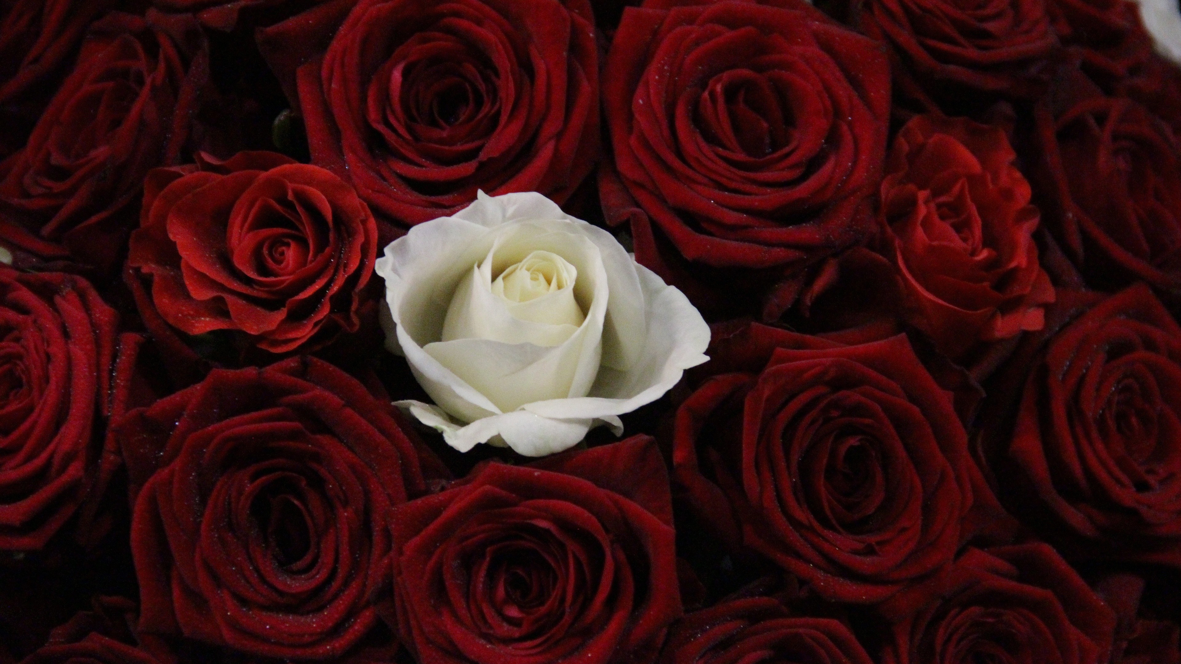 Die 61+ Besten Weiße Rose Hintergrundbilder