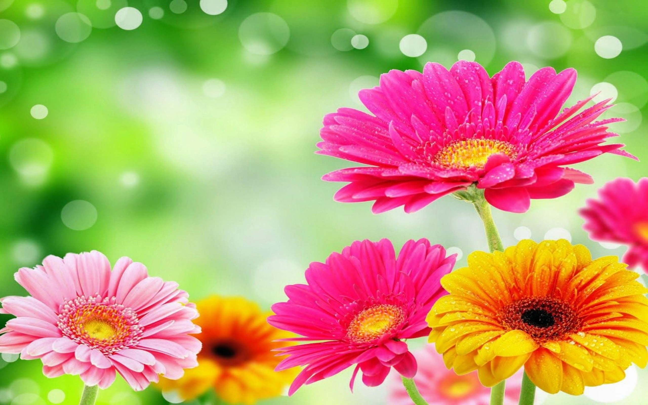 Die 82+ Besten Blumen Wallpapers