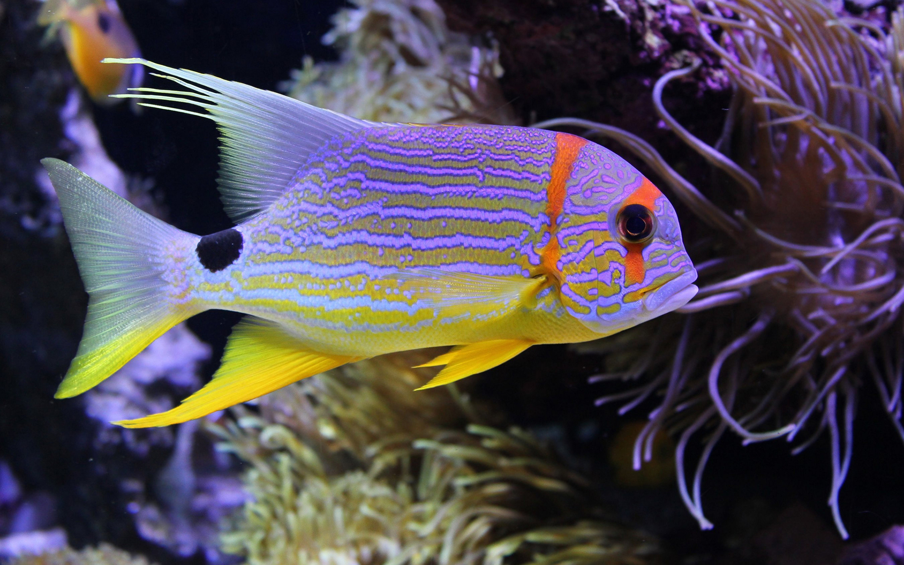 Die 57+ Besten Fische Hintergrundbilder