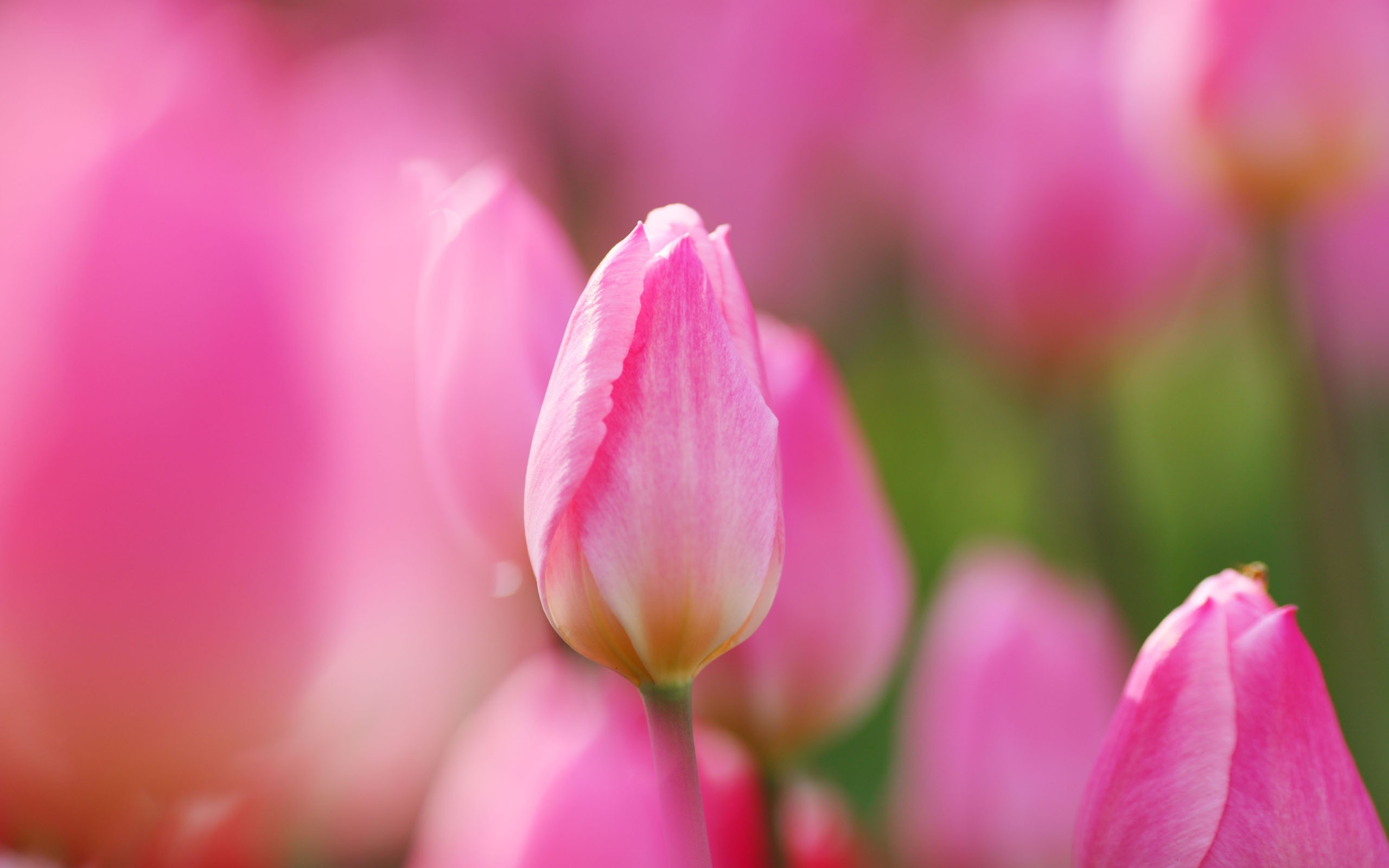 Die 70+ Besten Tulpen Hintergrundbilder