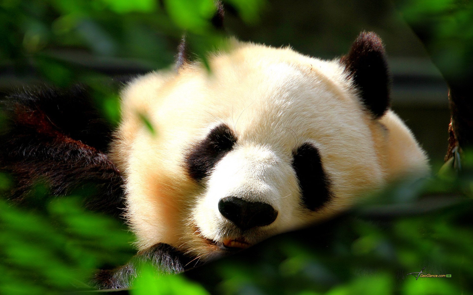 Die 72+ Besten Panda Wallpapers