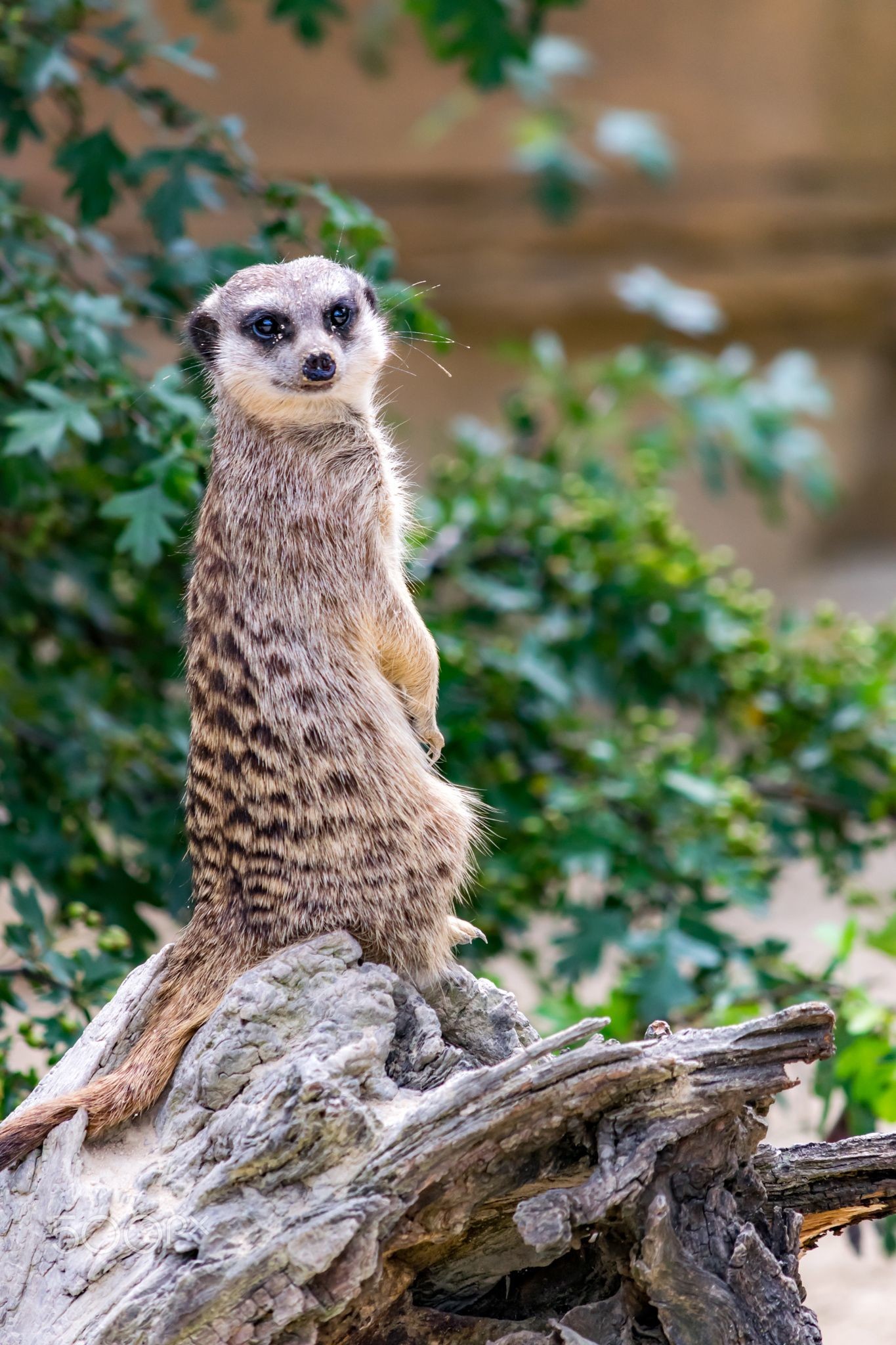 Die 62+ Besten Erdmännchen Hintergrundbilder