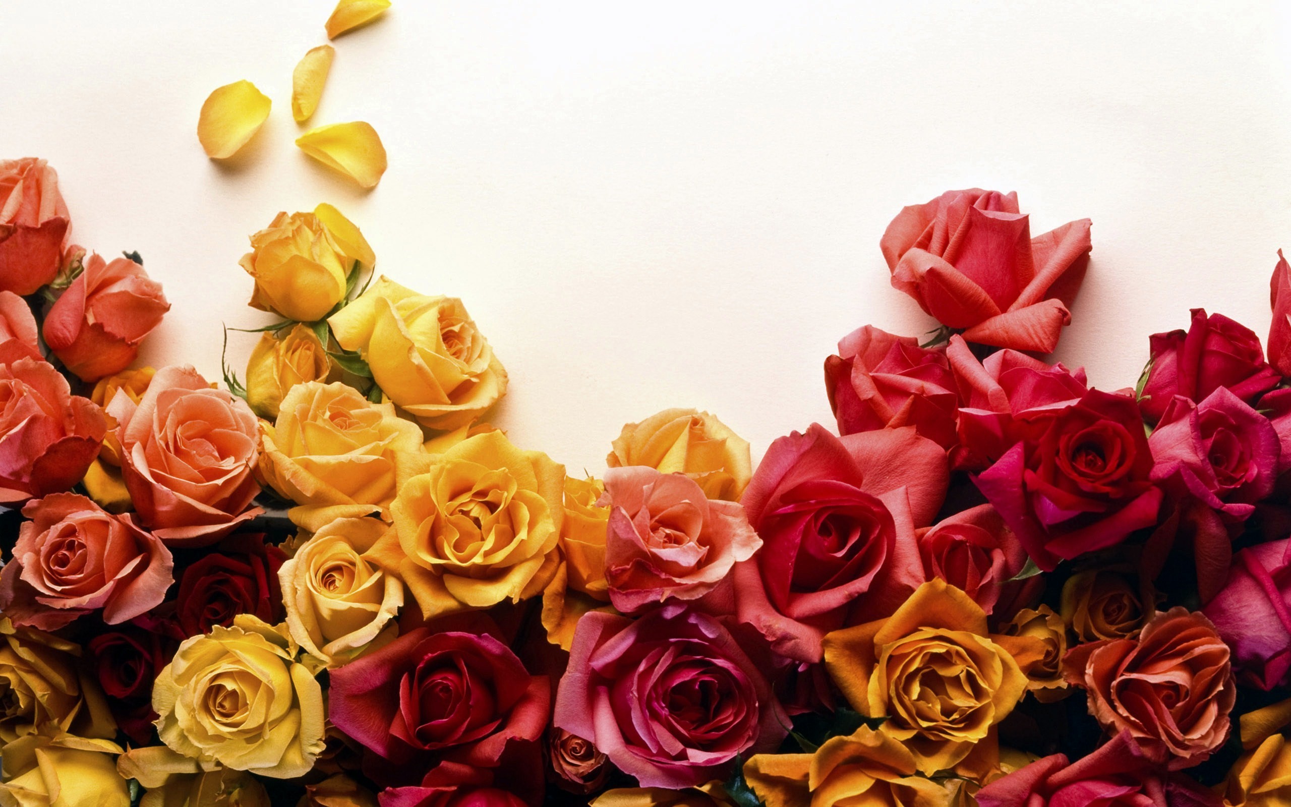Die 94+ Besten Rosen Hintergrundbilder für Tumblr