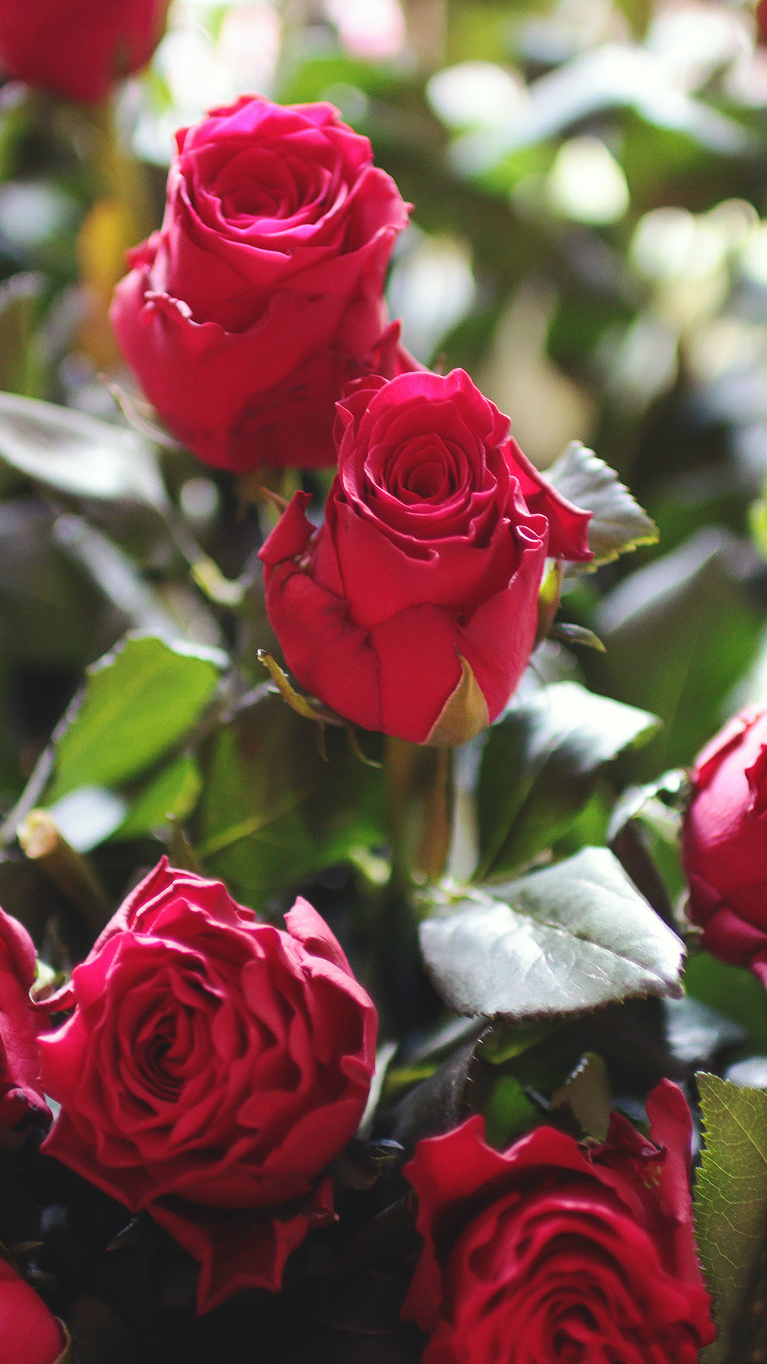 Die 59+ Besten Rosen Muster Hintergrundbilder