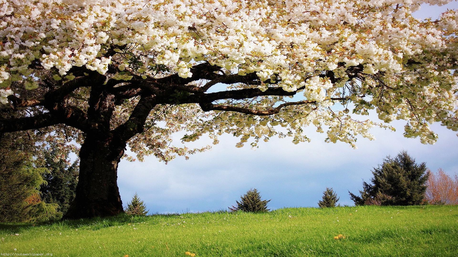 Die 97+ Besten Frühling Schöne Hintergrundbilder für Desktop