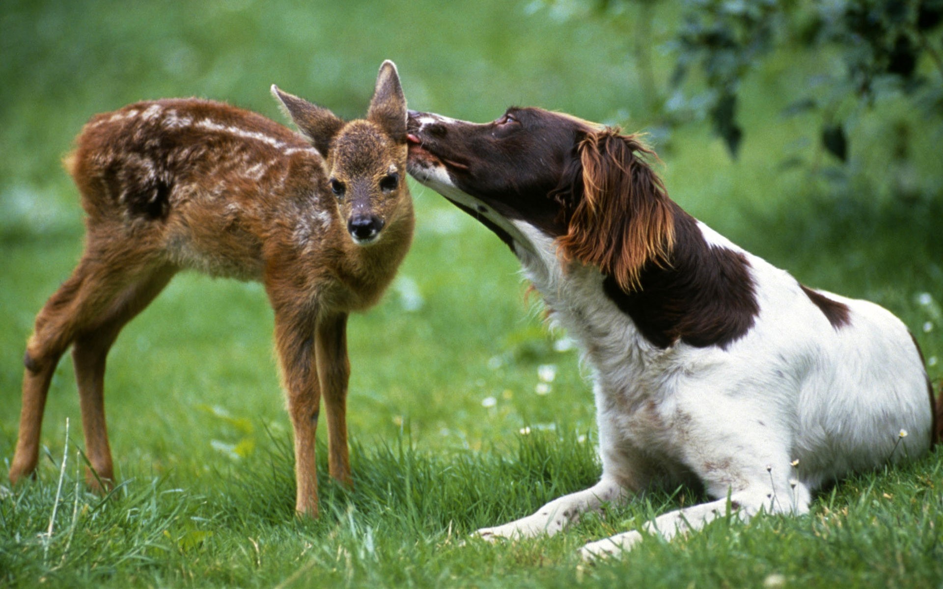 Die 79+ Besten Tiere Hintergrundbilder