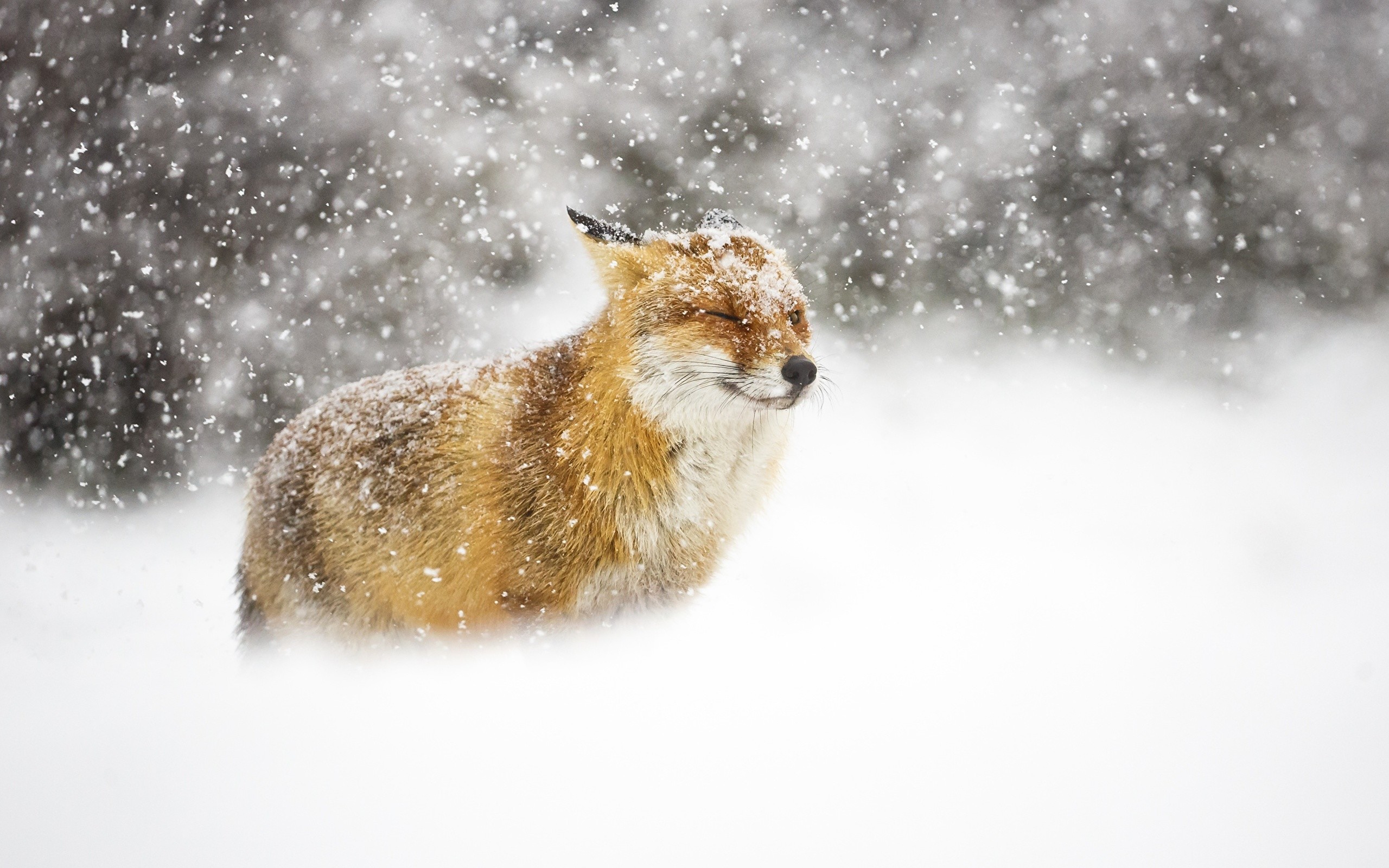 Winterbilder Tiere Als Hintergrundbild / wunderschonen-herbst