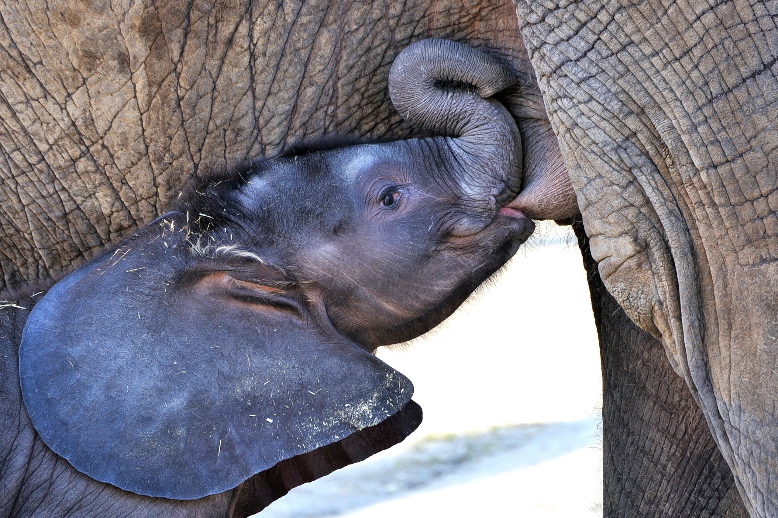 Die 85 Besten Tierbabys Hintergrundbilder