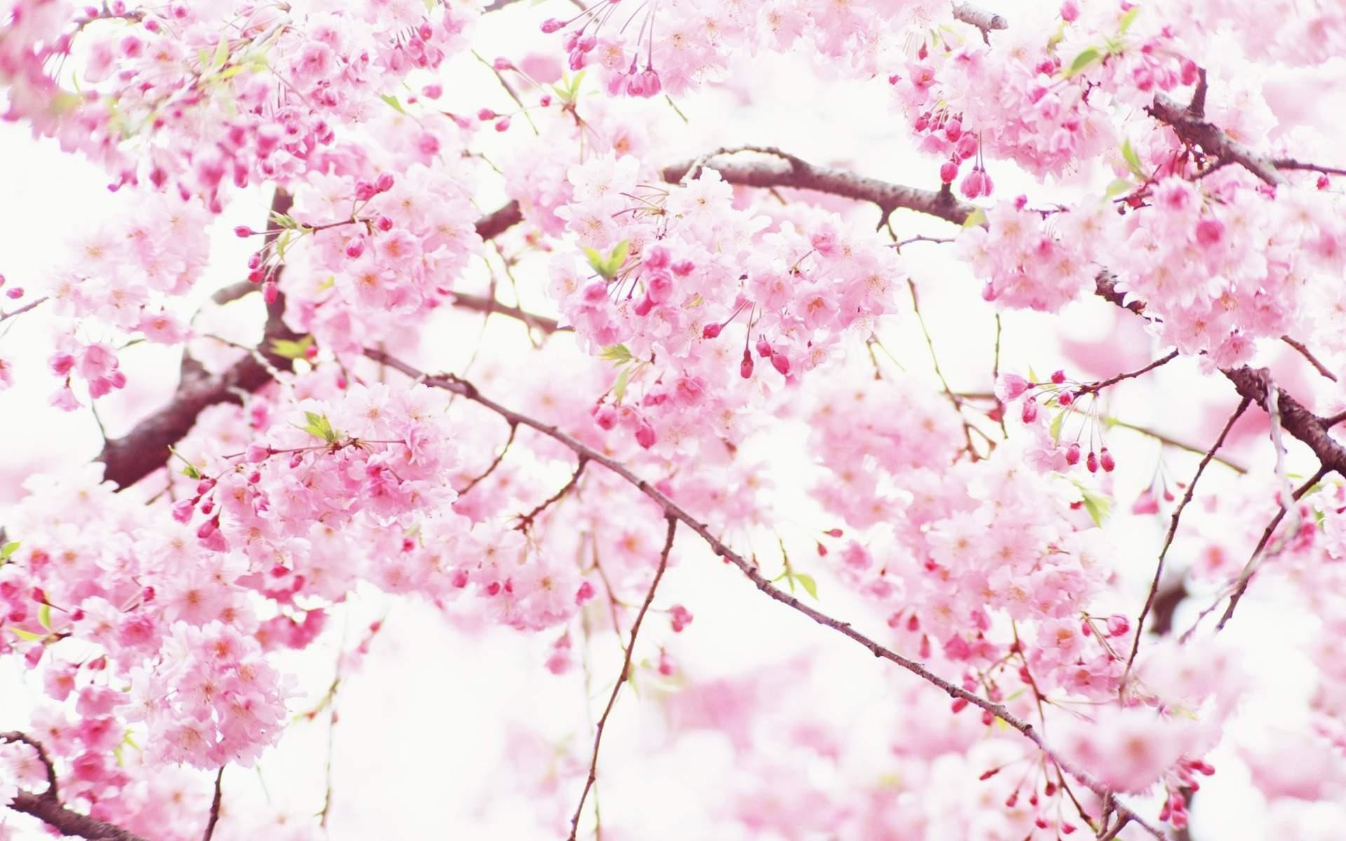 1920x1200 Die 71+ Besten Rosa Blumen Hintergrundbilder throughout Bilder Blumen  Kostenlos Downloaden