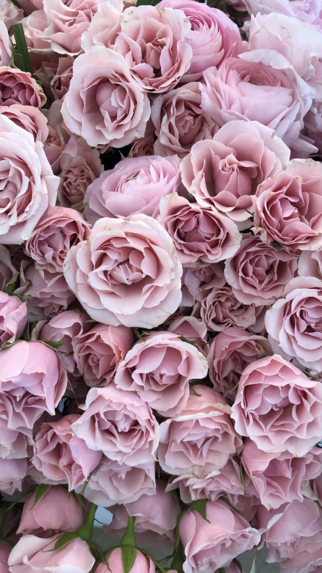 Die 67+ Besten Rosa Rosen Hintergrundbilder