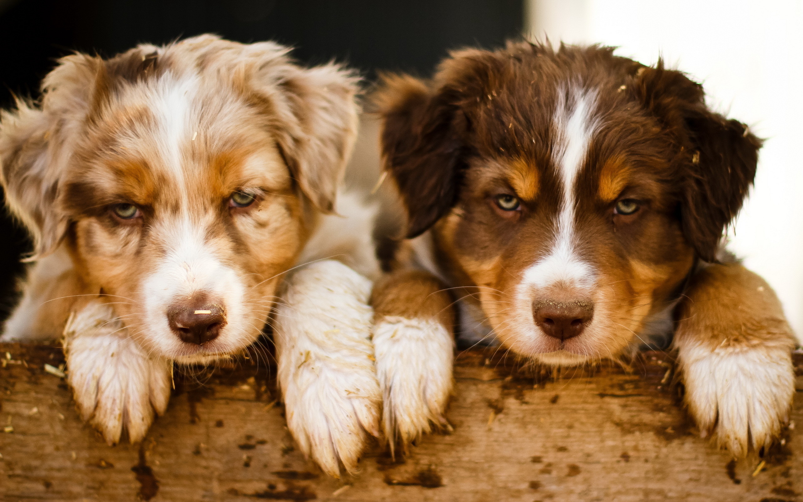 Hintergrundbilder Hunde 1280 Hintergrundbilder Hunde 1280