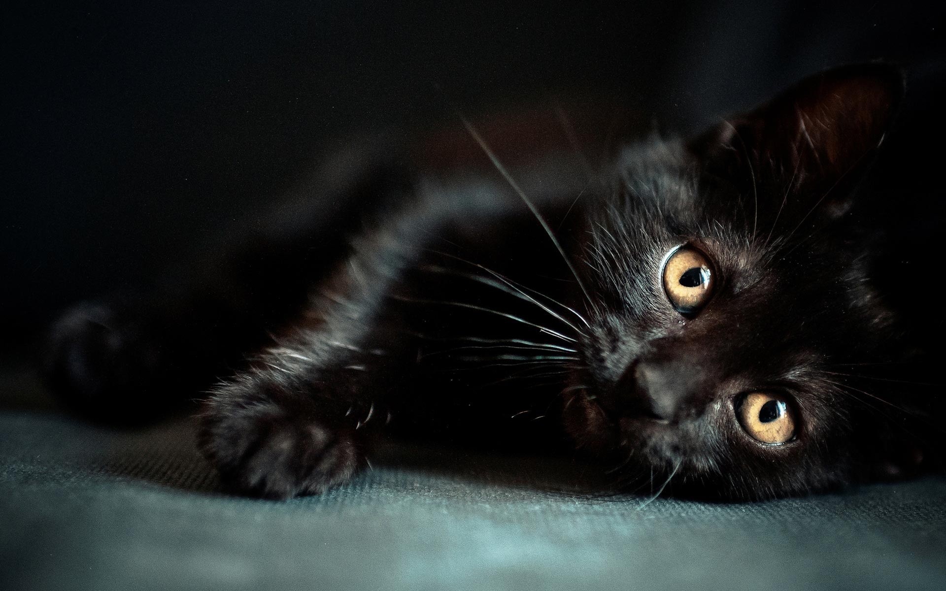 Schwarze Katze Wird Mit Flohhalsband Braun