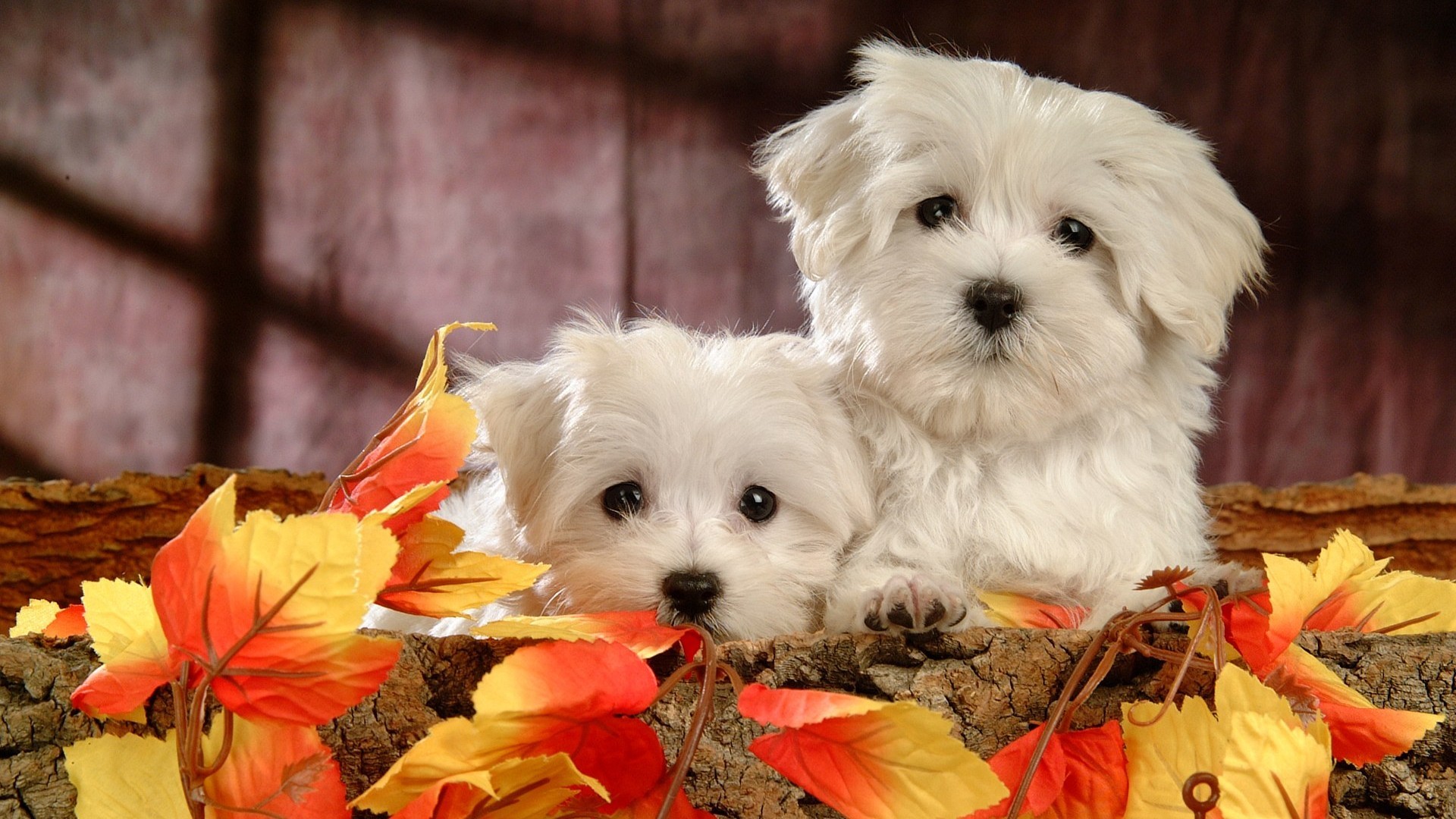 Die 74 Besten Hunde Hintergrundbilder Die 74 Besten Hunde Hintergrundbilder