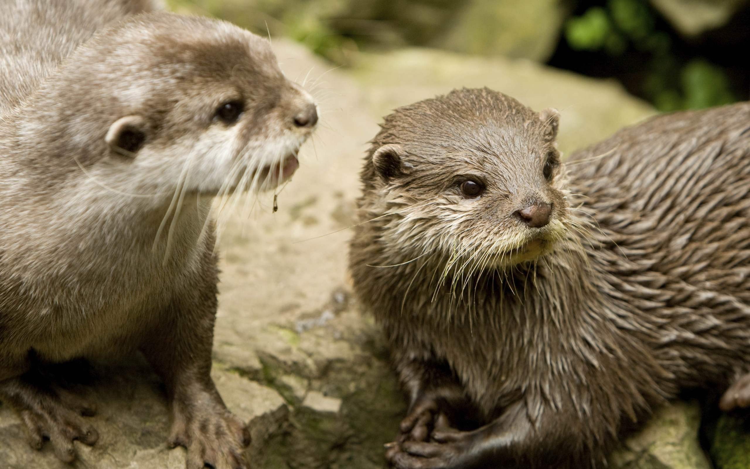 Die 85 Besten Tierbabys Hintergrundbilder