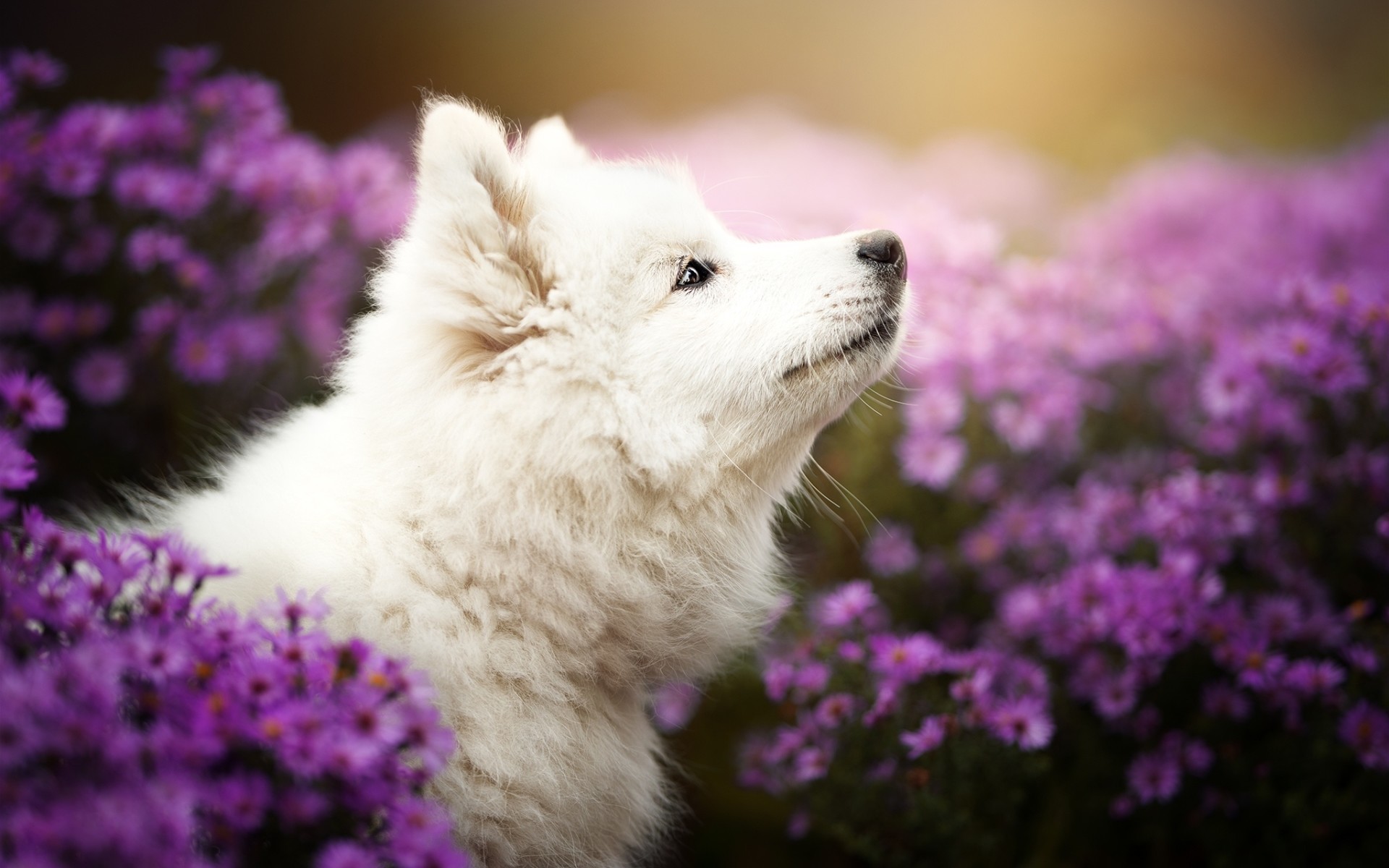 Die 65 Besten S e Tiere Hintergrundbilder