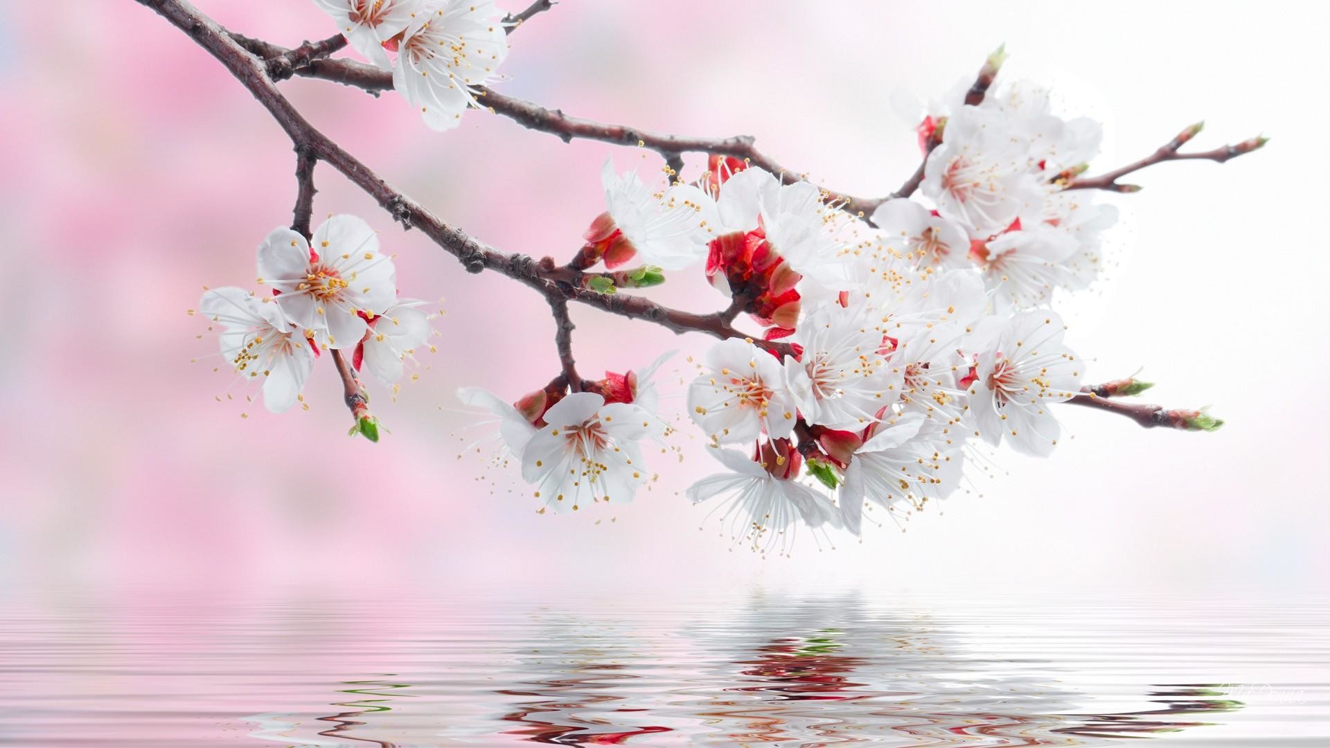 Сакура вода. Цветущие ветки. Ветка цветущей Сакуры. Цветущая вишня.