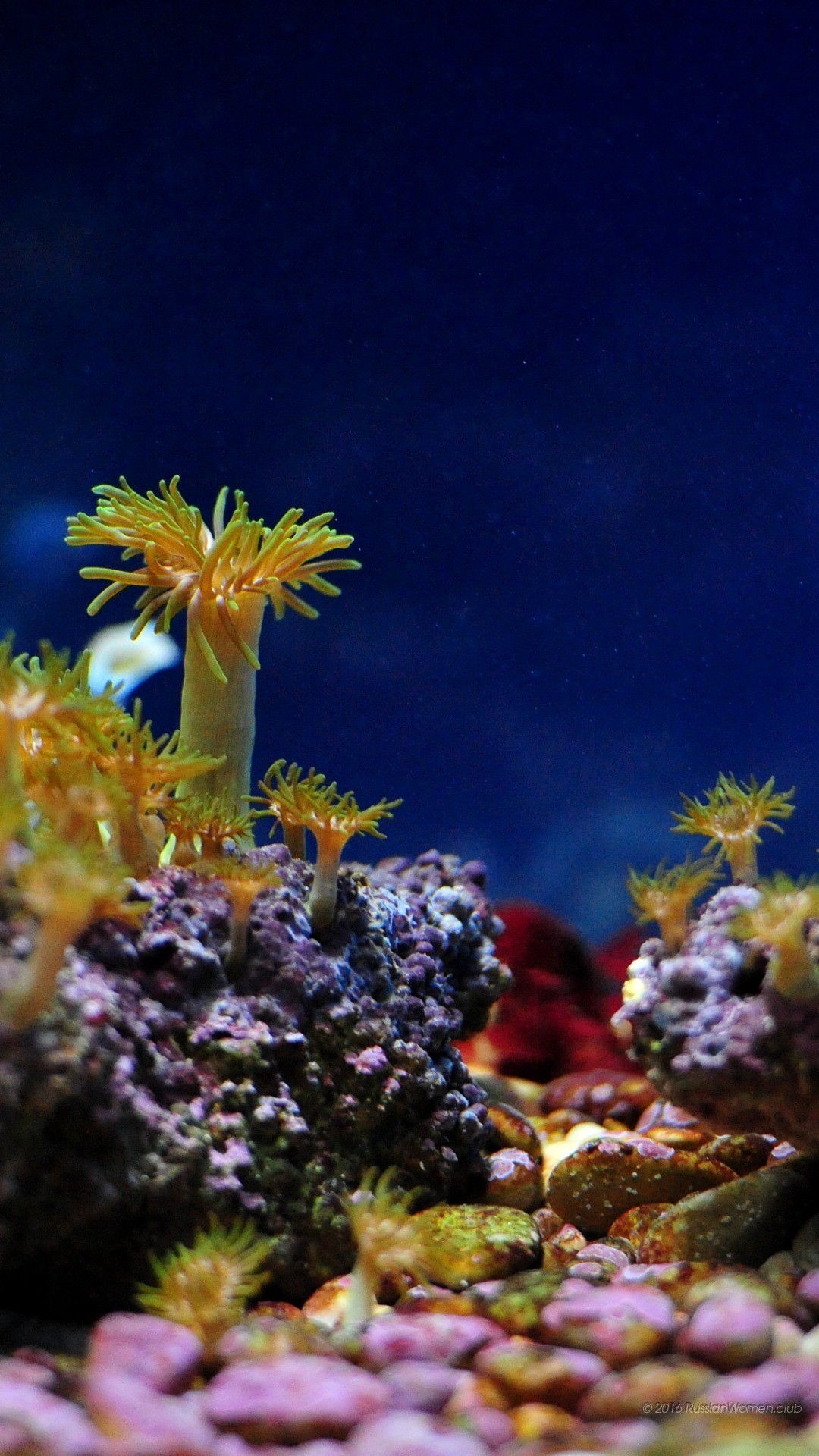 Die 54+ Besten Aquarium Hintergrundbilder