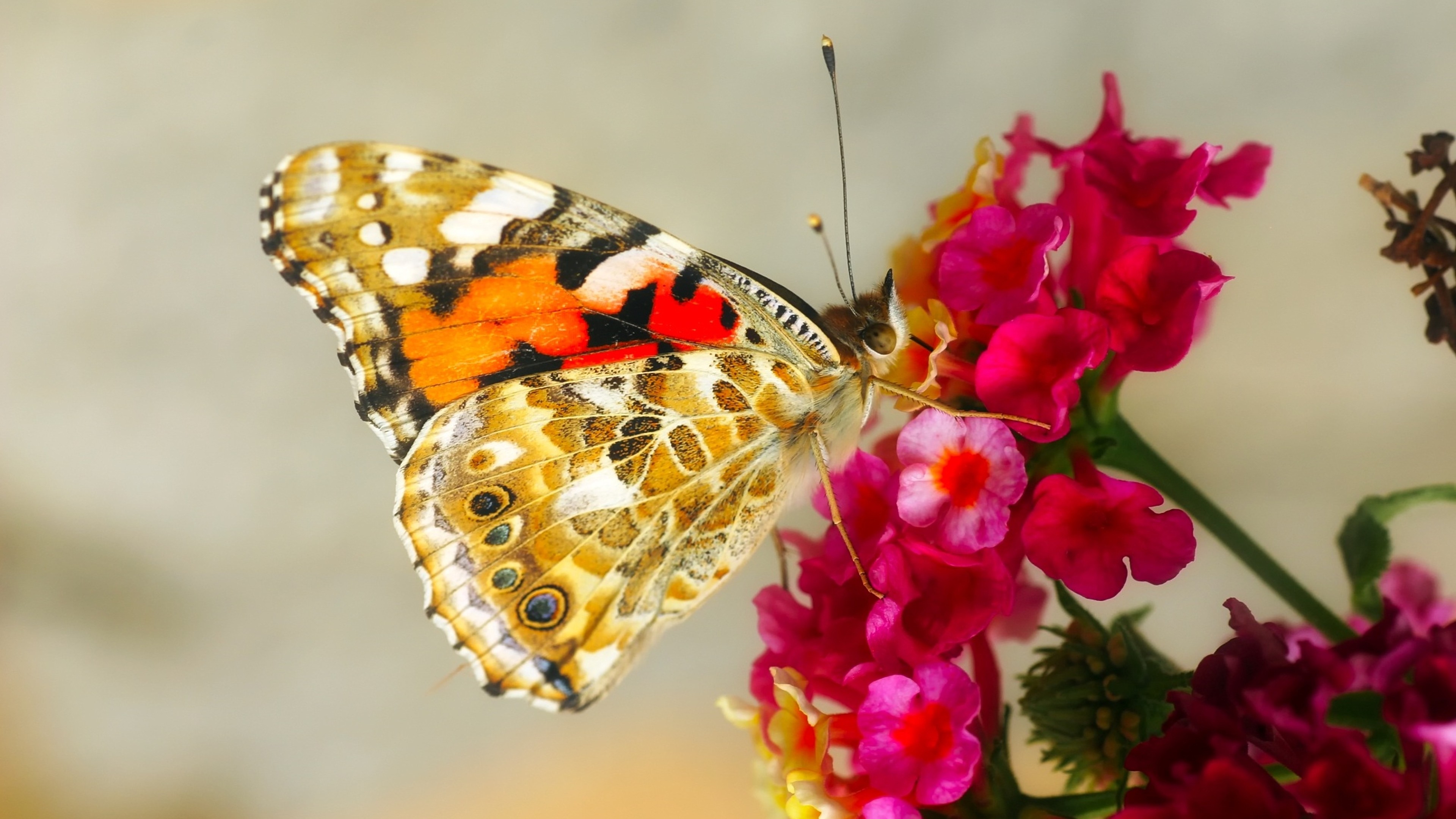 Красивые бабочки на цветах. Бабочки в цветах. Бабочка на цветке. Прекрасная бабочка.