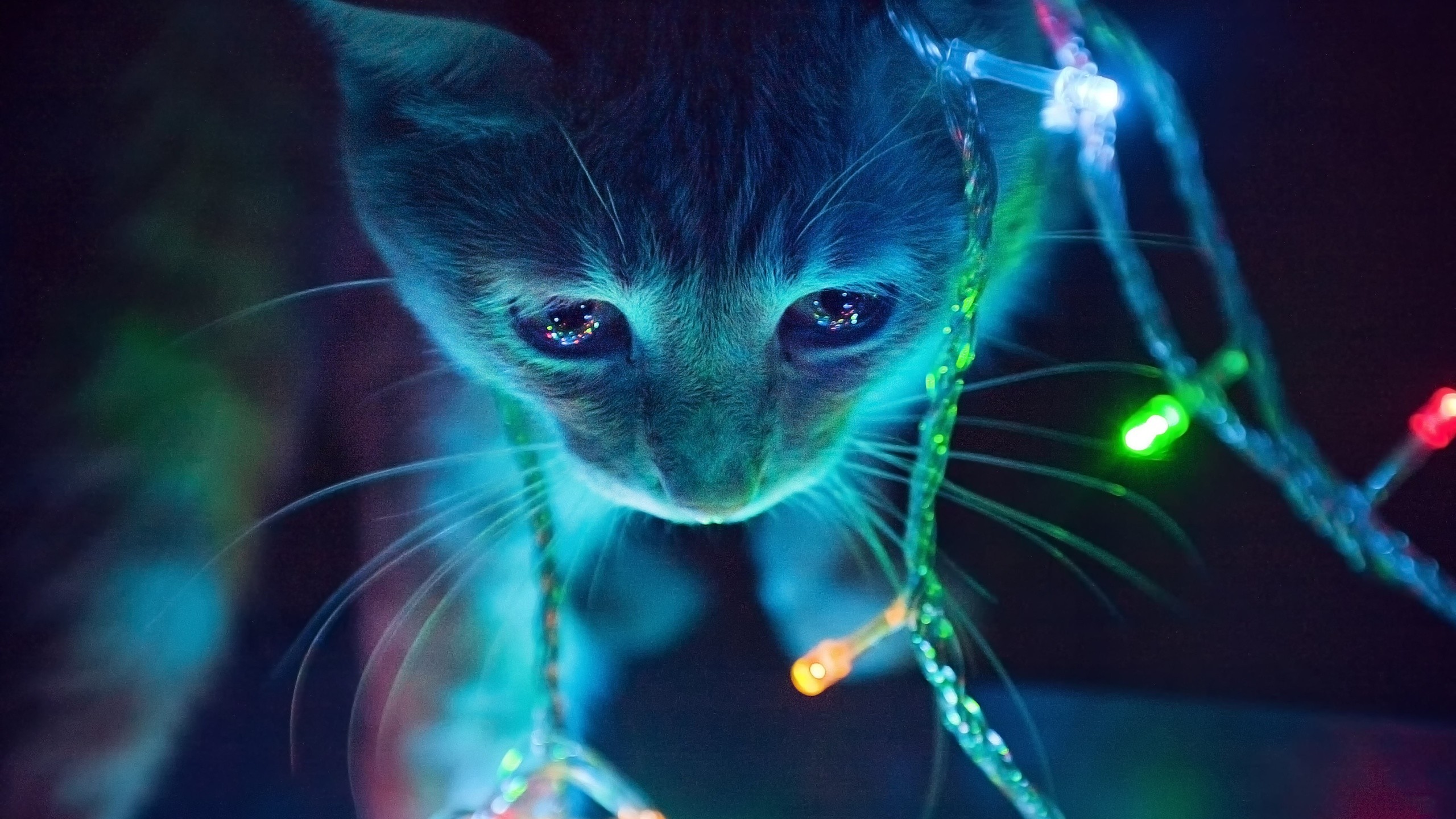 Die 85 Besten Tierbabys Hintergrundbilder