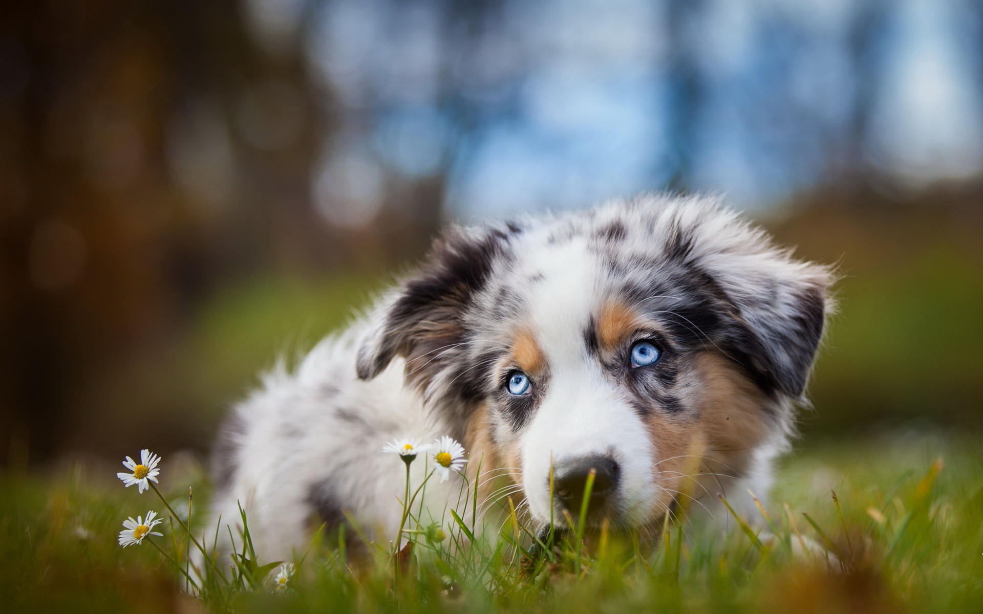 Die 74 Besten Hunde Hintergrundbilder Die 74 Besten Hunde Hintergrundbilder