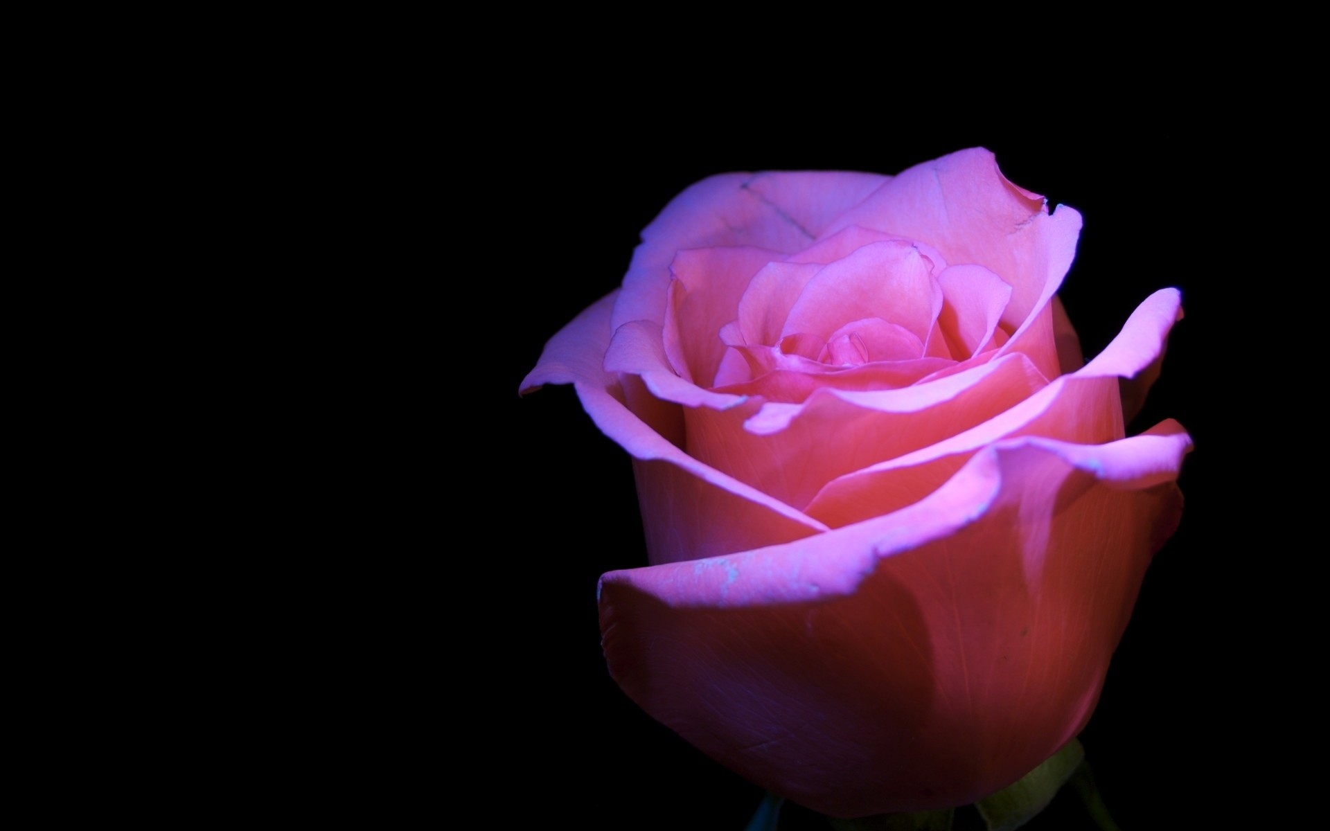 Черный нежно розовый. Цветы на черном фоне. Розовые розы на черном фоне. Розы на темном фоне.