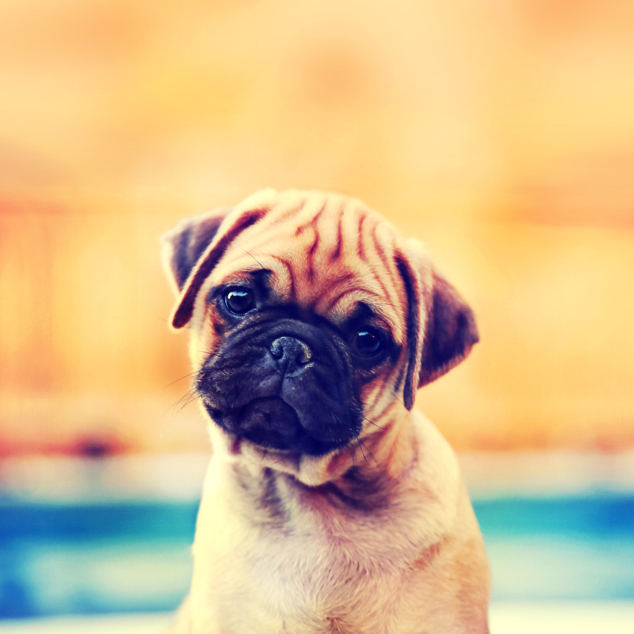 Die 85 Besten Tierbabys Hintergrundbilder