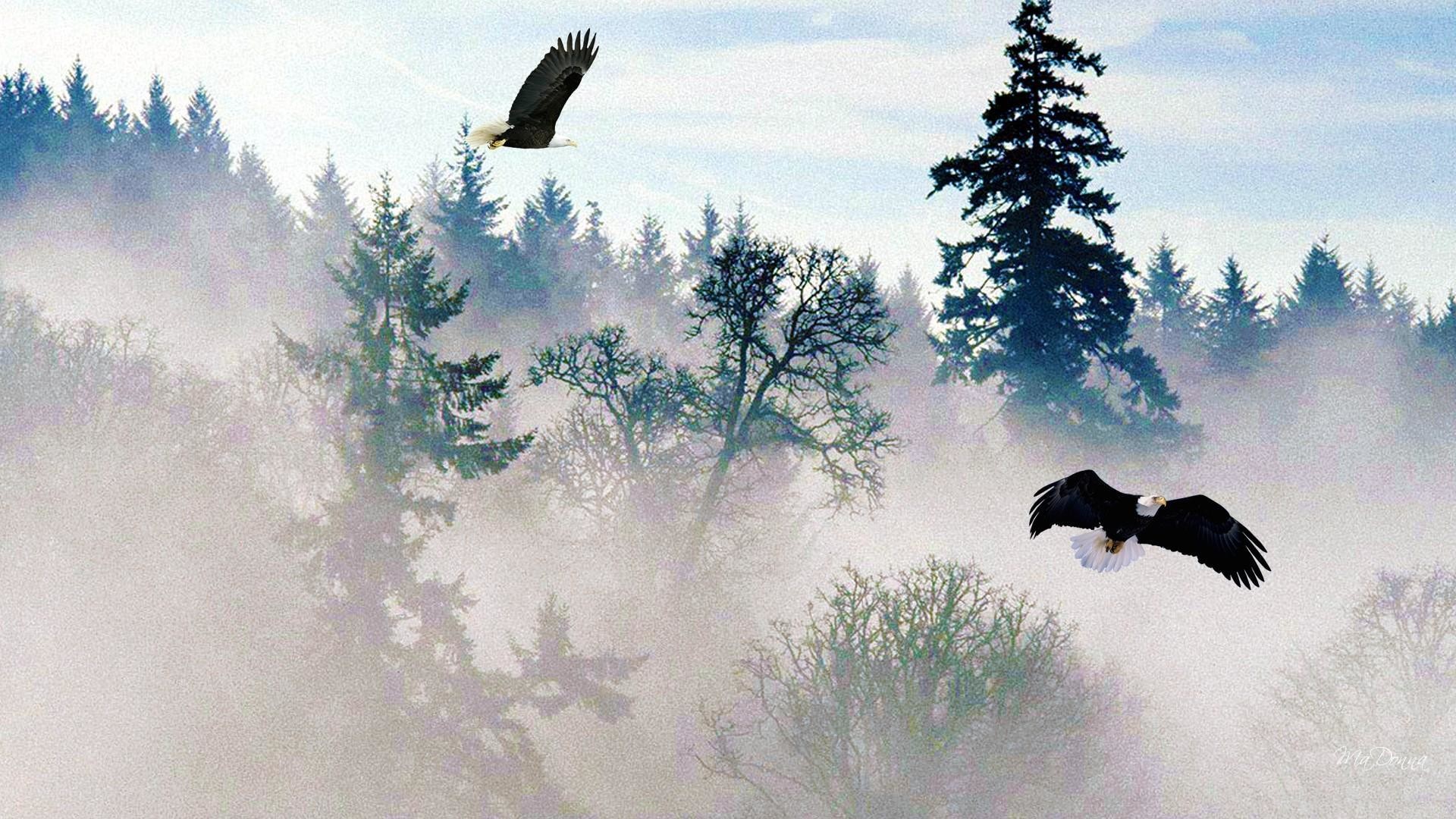 Вороны над головой. Птицы над лесом. Птицы в тумане. Полет птицы. Птицы летают в лесу.