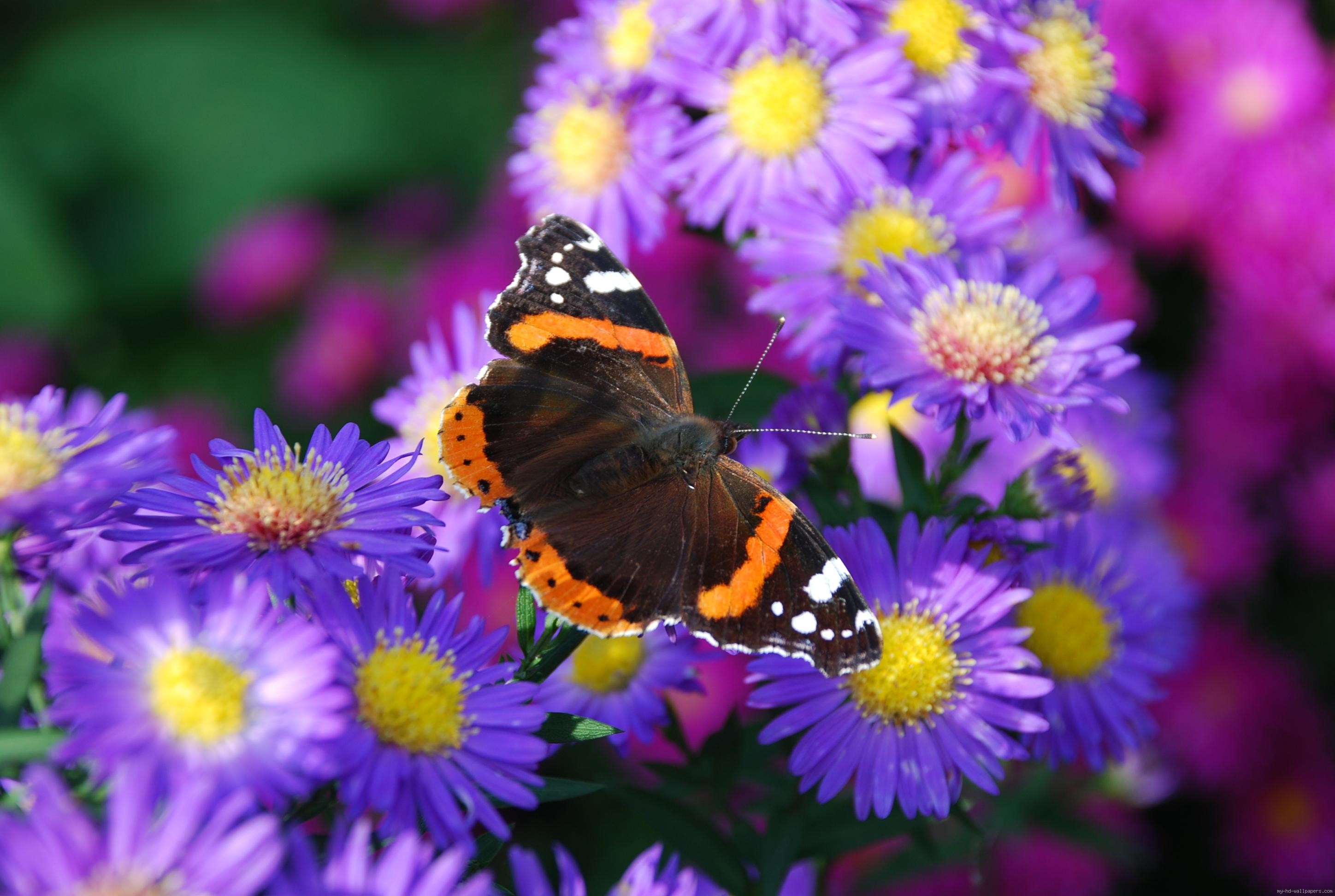 Видео бабочки и цветы