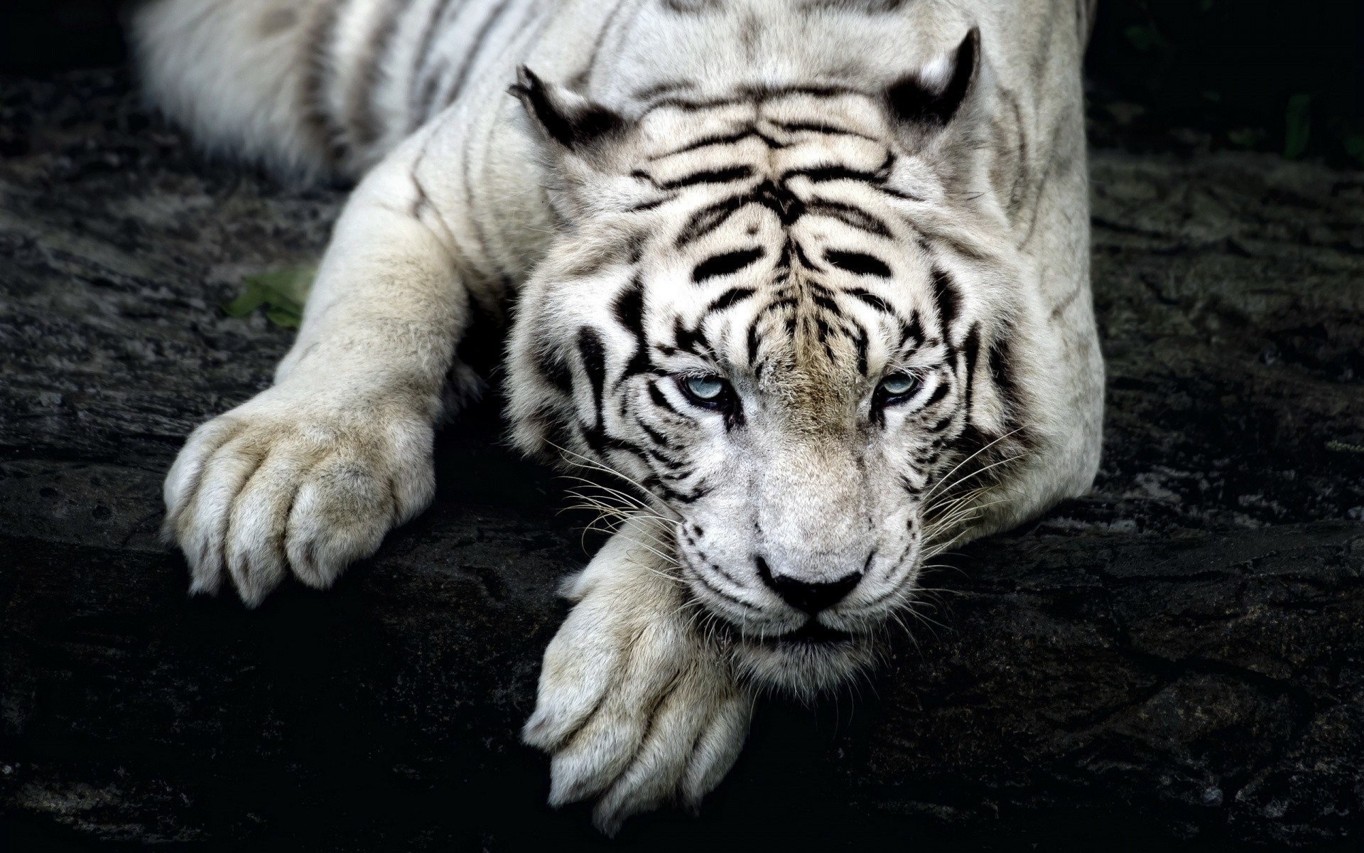 Die 85 Besten Tierbabys Hintergrundbilder