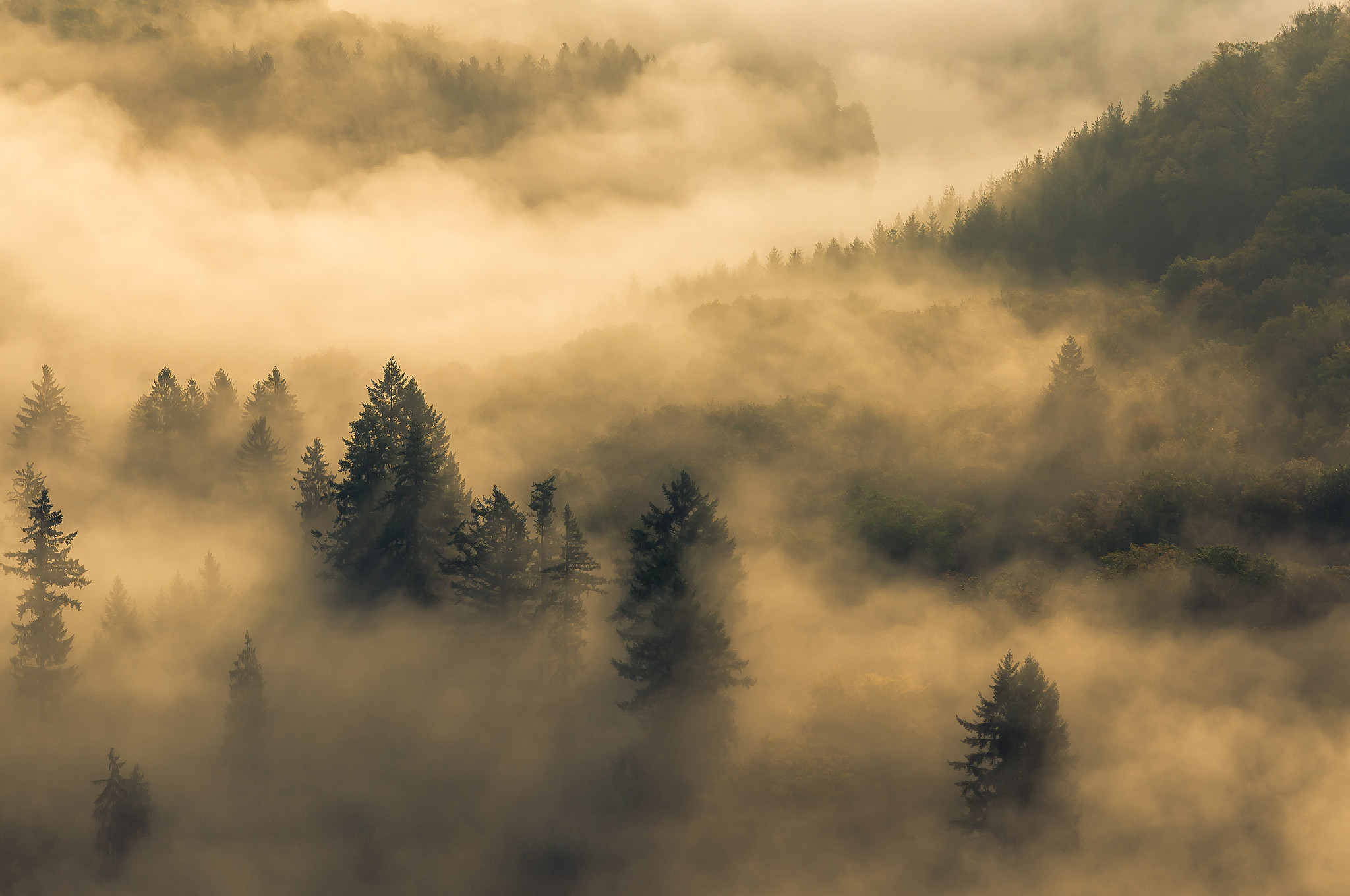 Tuman. Туманный лес Таганай. Лес в тумане. Природа туман. Обои туман.