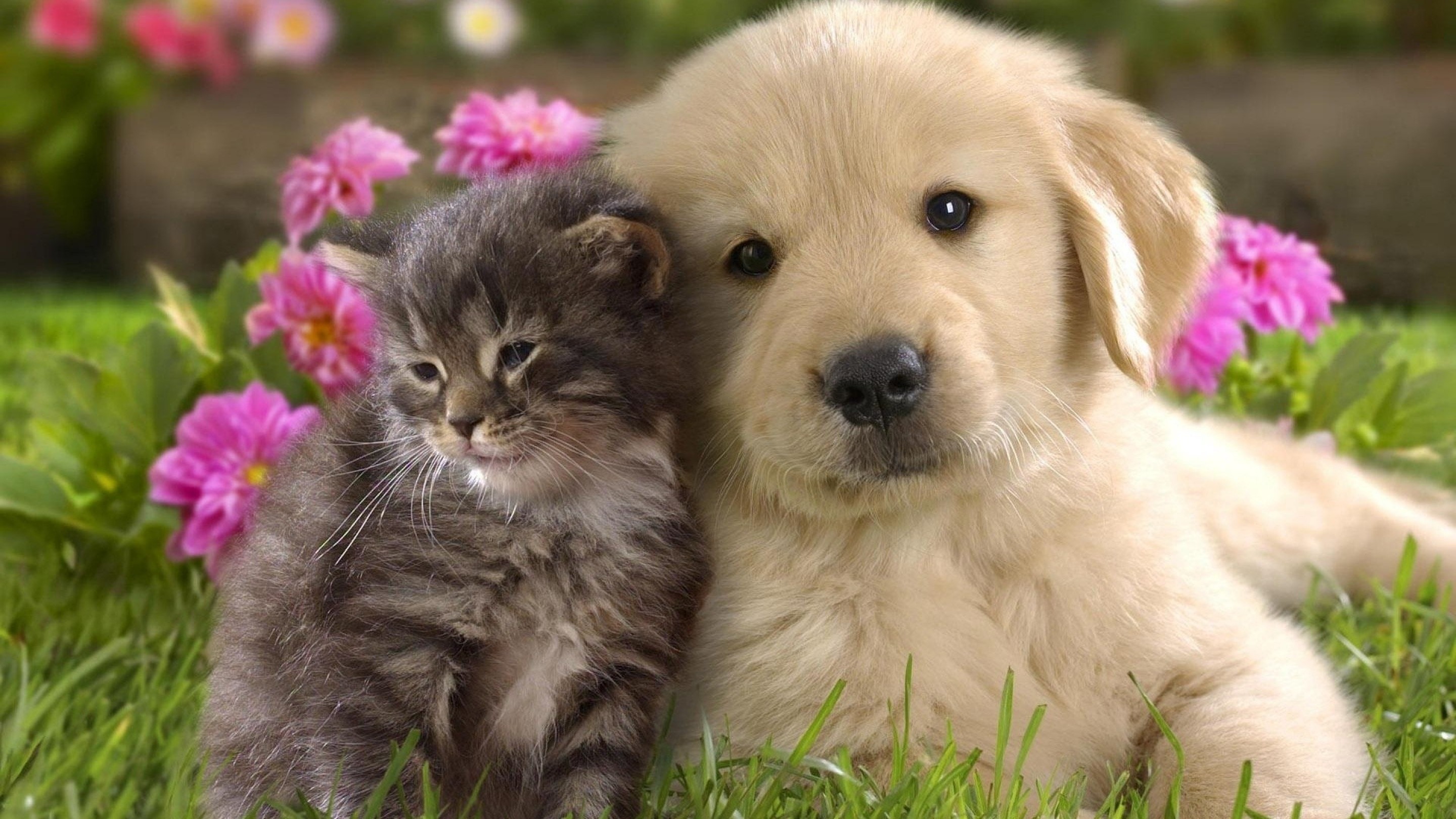Die 85 Besten Tierbabys Hintergrundbilder Die 85 Besten Tierbabys Hintergrundbilder