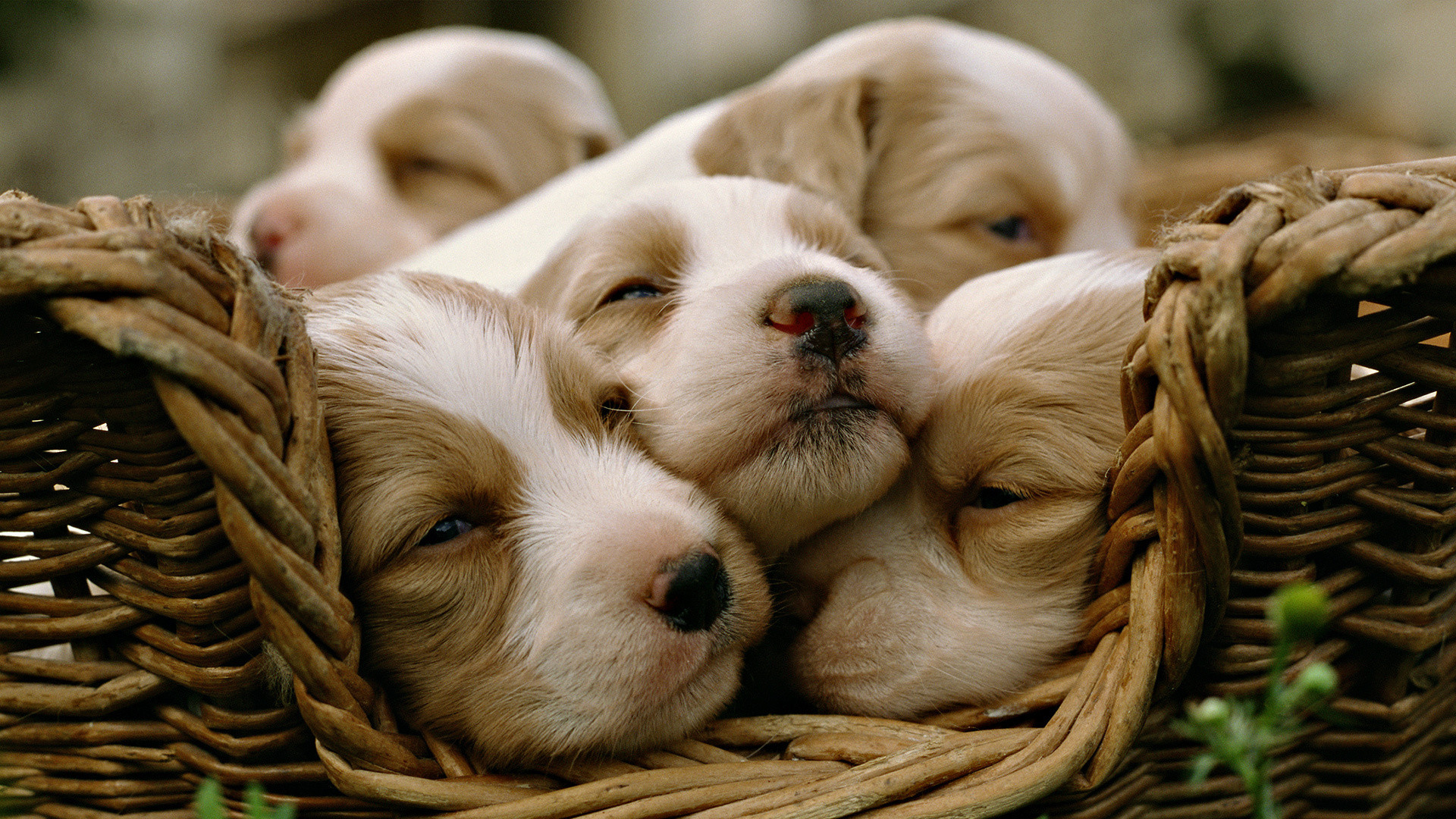 Die 74 Besten Hunde Hintergrundbilder Die 74 Besten Hunde Hintergrundbilder