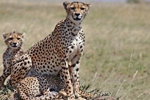 Gepard Hintergrundbilder