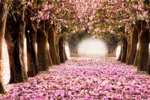 Schöne Hintergrundbilder der Natur und des Frühlings