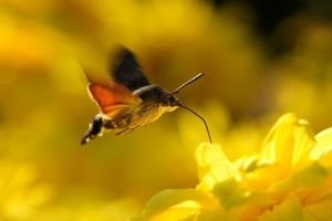 Natur Und Tiere Hintergrundbilder