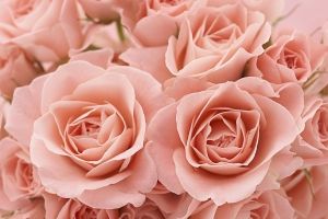 Rosa Rosen Hintergrundbilder