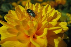Silvester Hintergrundbilder